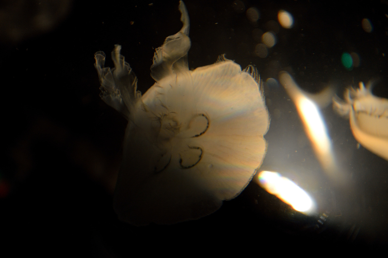空中からふわりと落ちてくるようなクラゲ。黒バックだと全体が引き締まってシックなイメージになります