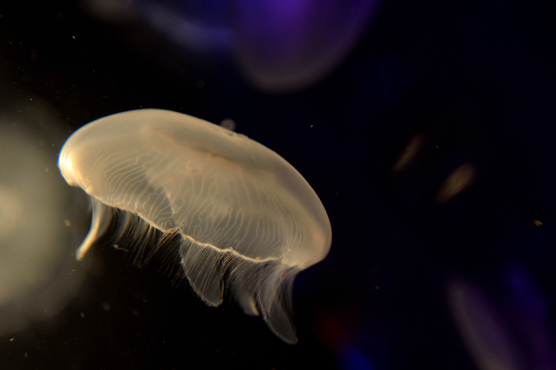 ポートレートっぽくいうとクラゲのサイド光です（笑）。丸みを帯びたつるんとしたクラゲのカサの形状を引き立ててくれます
