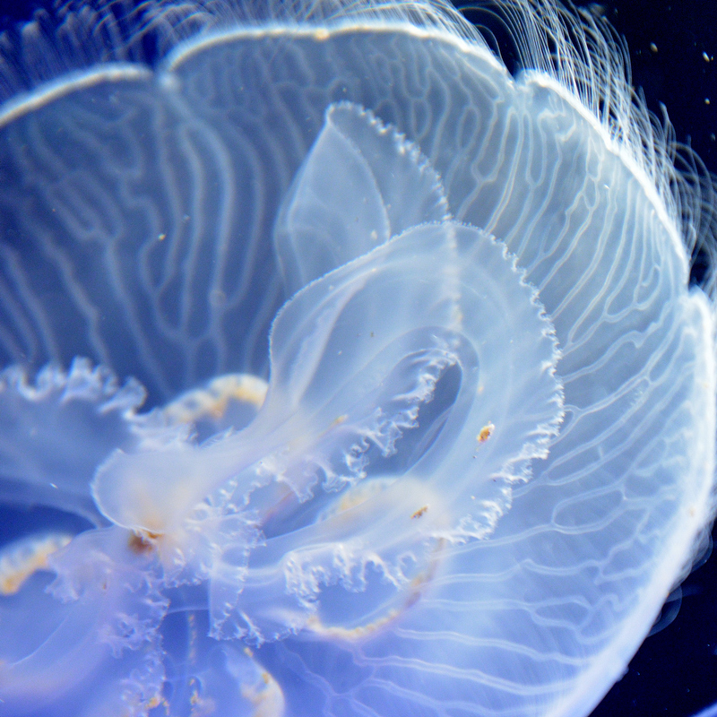 全体像ではなくてレースのような一部分に寄って撮るのもおもしろいですよ