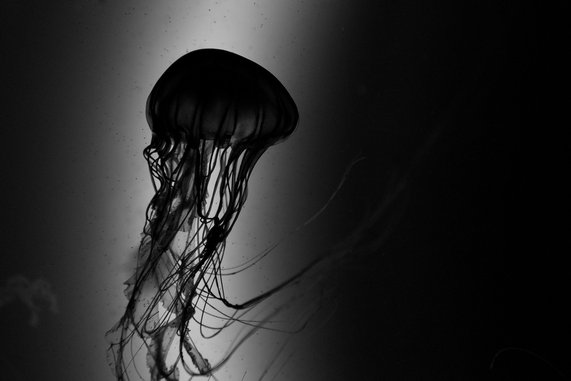 モノクロームにするとまるで水墨画のように。光の筋をうまく使えばこんなシルエットのクラゲも新鮮ですね