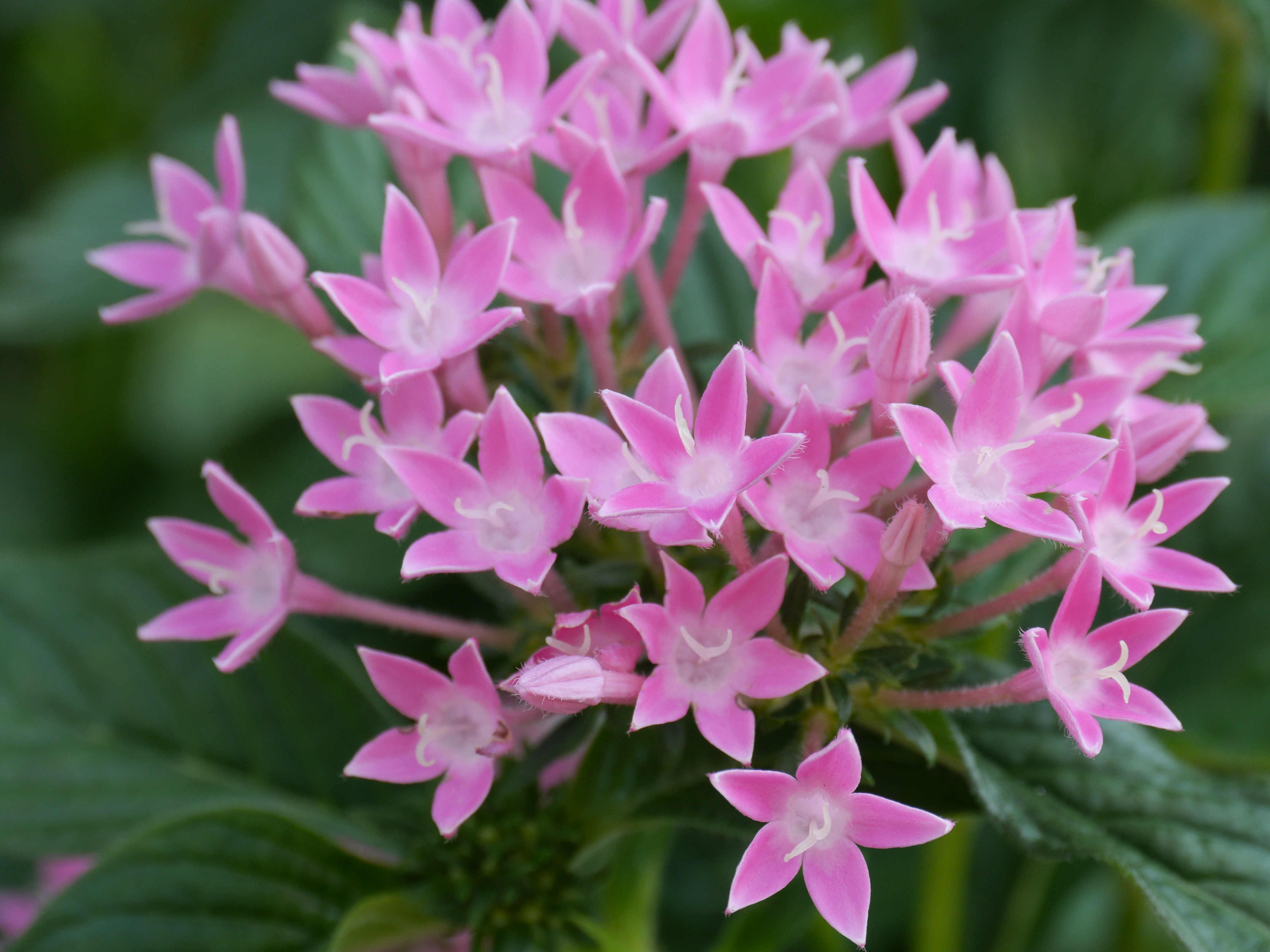 中間リングなし。