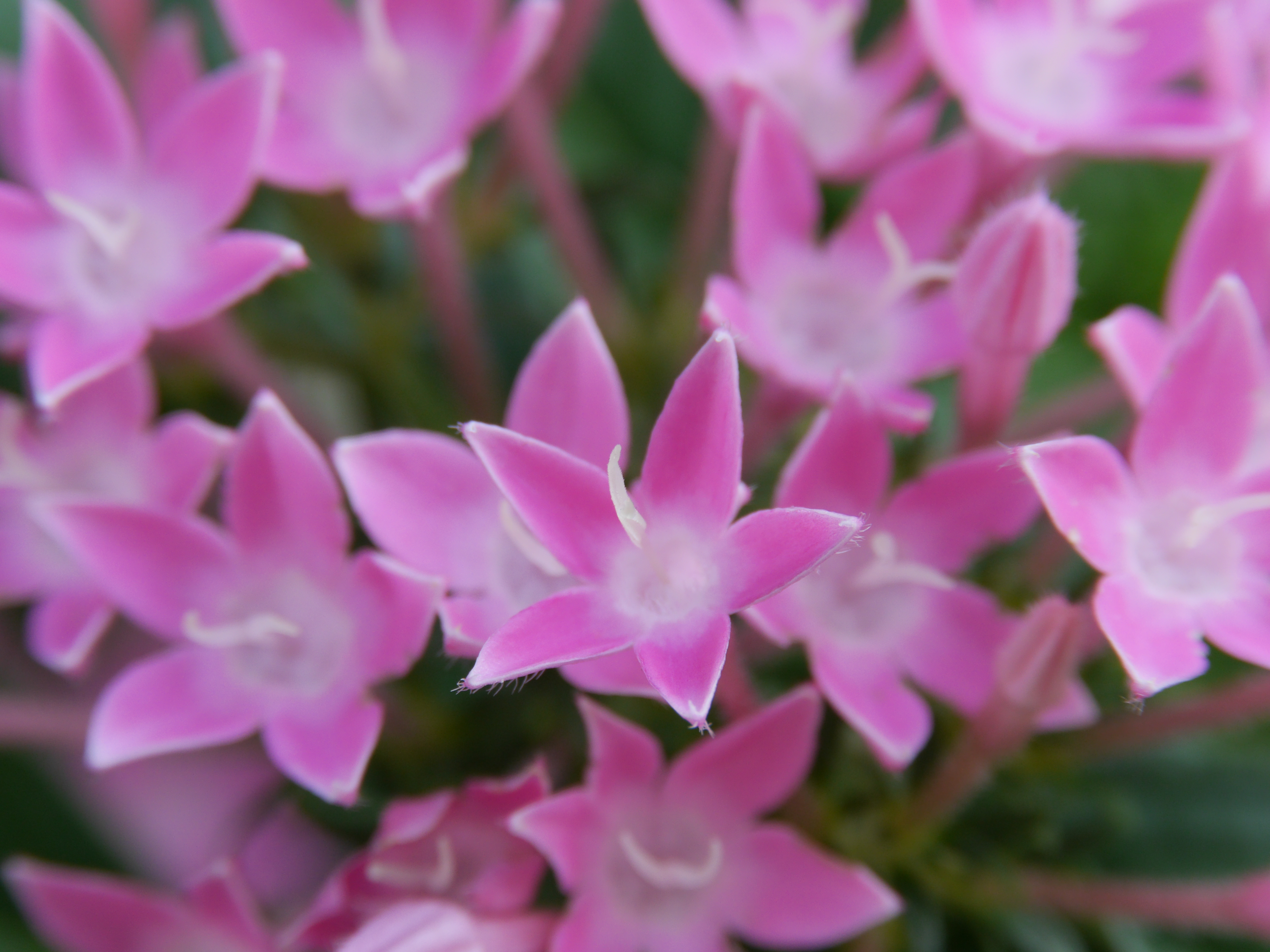 16mmリング使用。