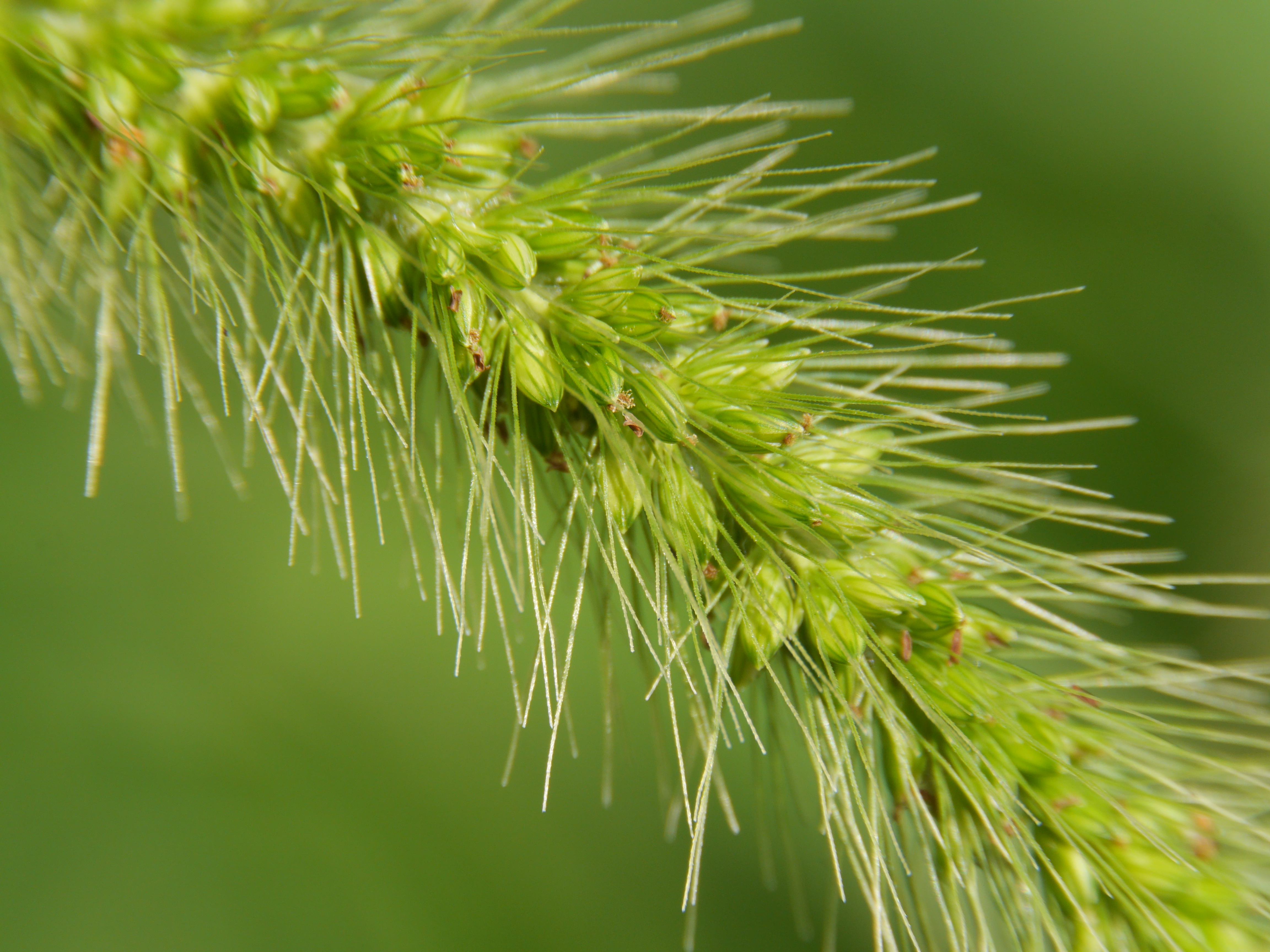 10mm+16mmリング使用。DMC-GH3 / LUMIX G VARIO HD 14-140mm F4-5.8 ASPH. MEGA O.I.S. / 1/200秒 / F8 / 0EV / ISO400 / WB：オート / 140mm