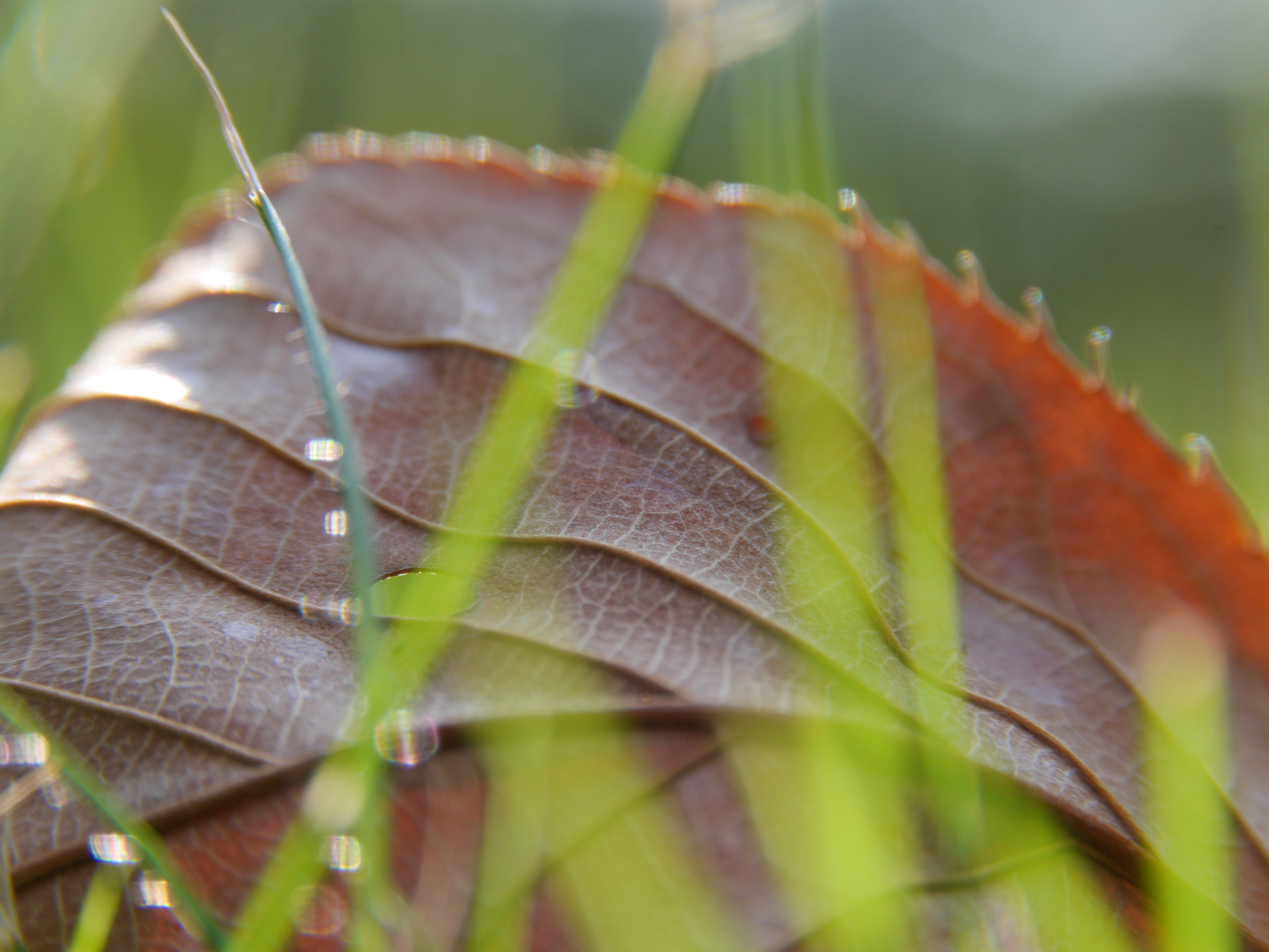 10mm+16mmリング使用。DMC-GH3 / LUMIX G VARIO HD 14-140mm F4-5.8 ASPH. MEGA O.I.S. / 1/160秒 / F8 / 0EV / ISO400 / WB：オート / 140mm