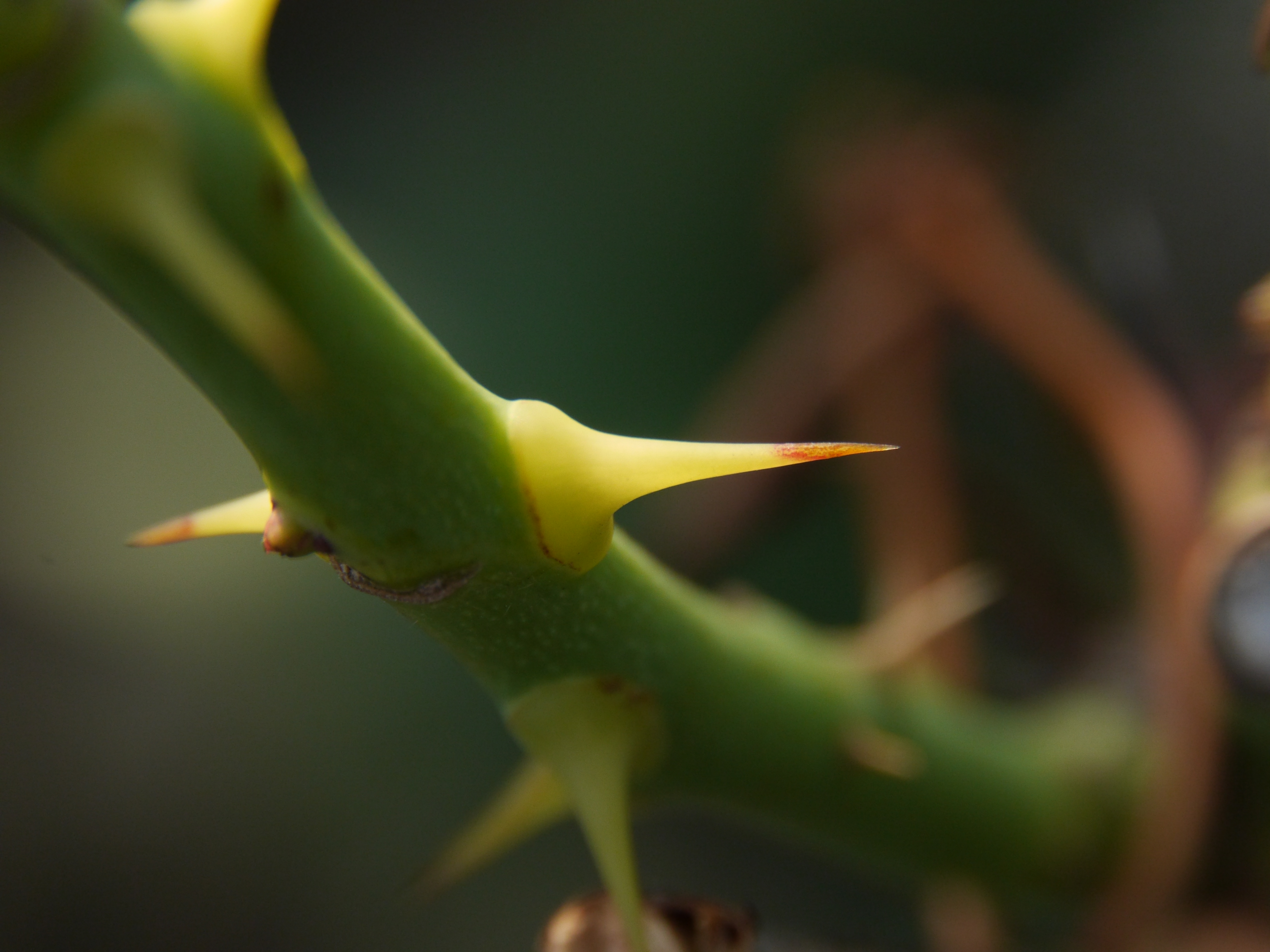 10mm+16mmリング使用。DMC-GH3 / LUMIX G VARIO HD 14-140mm F4-5.8 ASPH. MEGA O.I.S. / 1/320秒 / F8 / -1.3EV / ISO800 / WB：オート / 140mm
