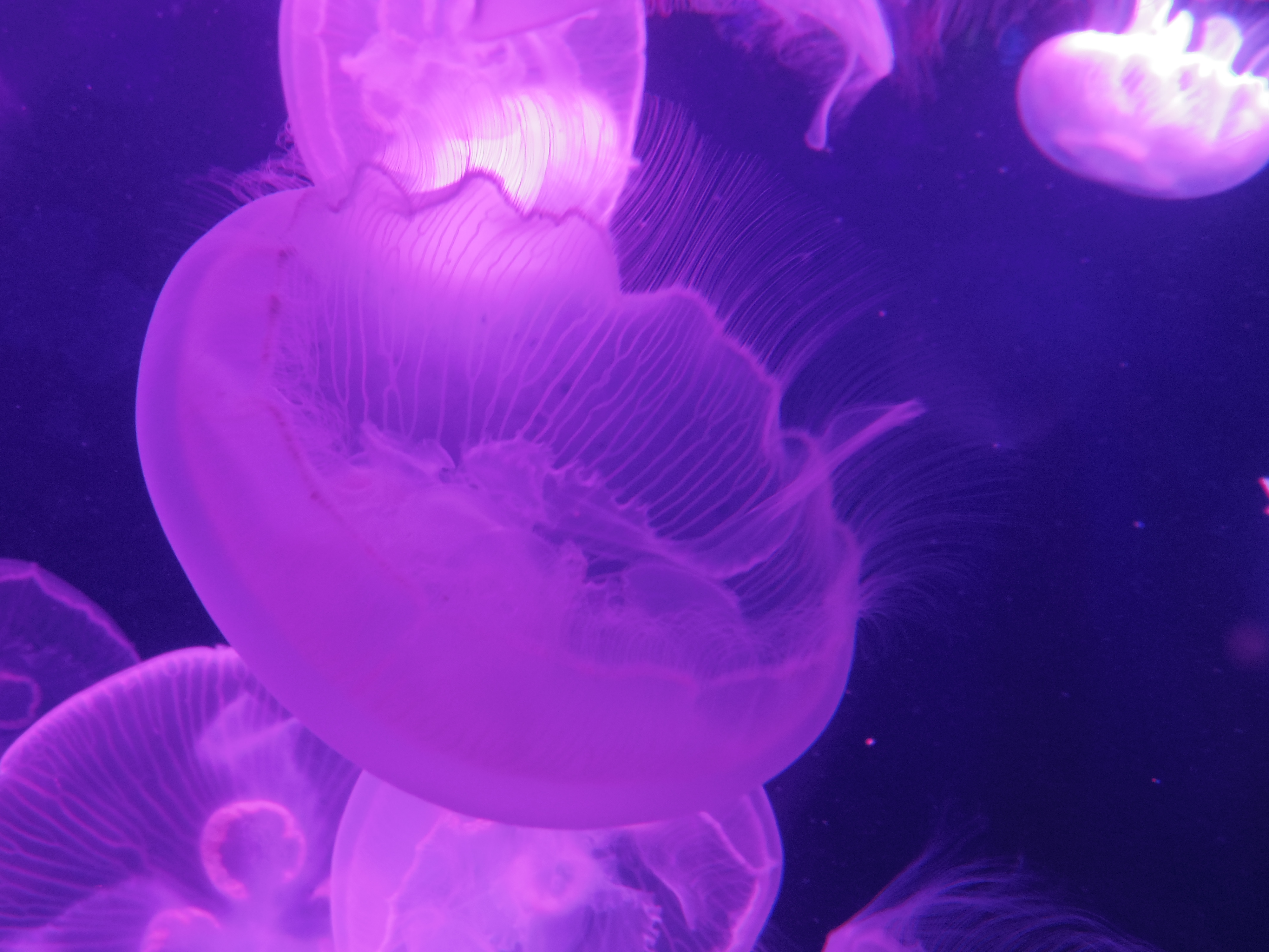 ピンク色の照明になった瞬間にパチリ。02 STANDARD ZOOM / 1/40秒 / F4.5 / 0EV / ISO800 / 絞り優先AE / WB：オート / 9.6mm