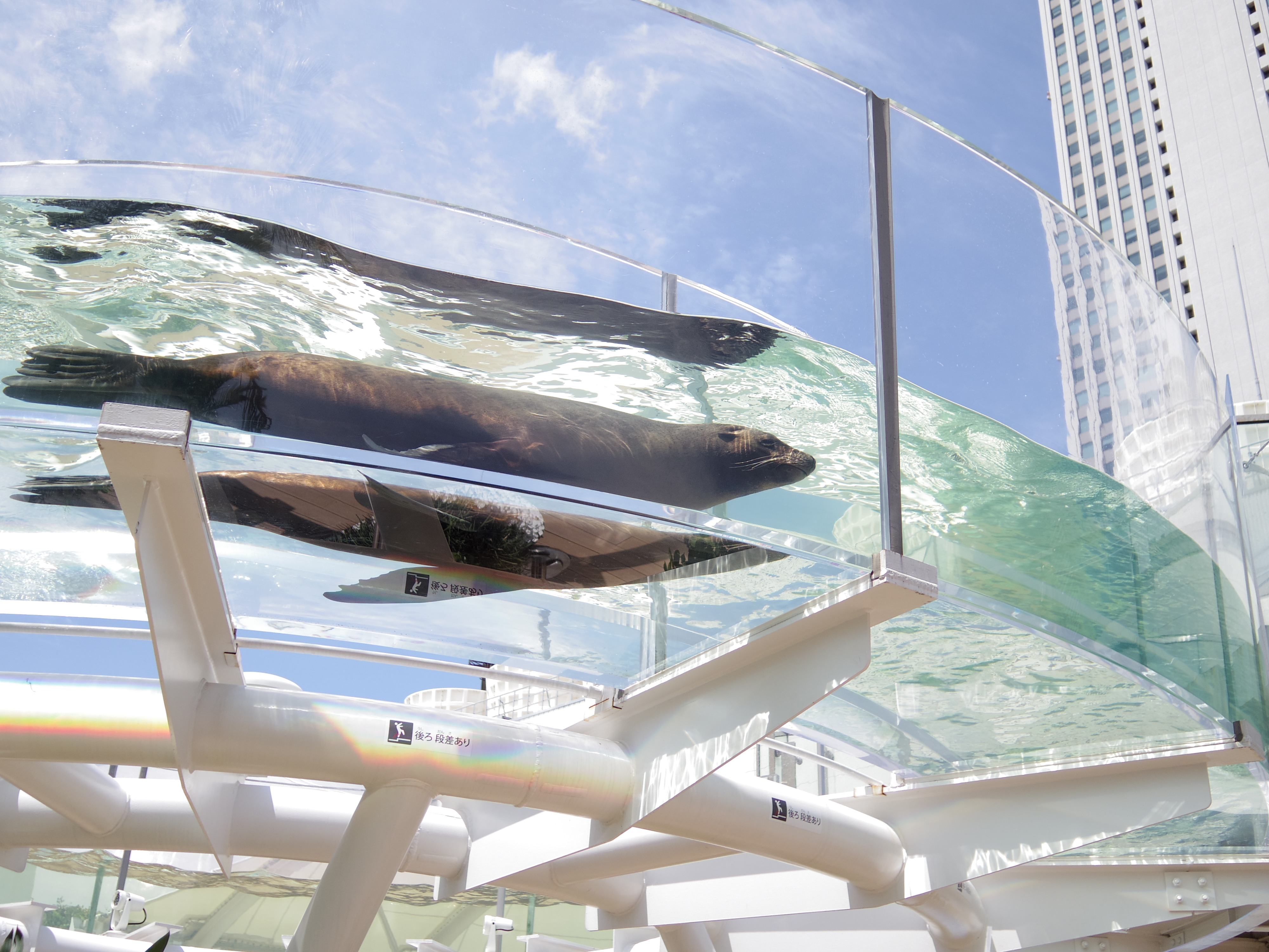 「サンシャインアクアリング」を優雅に泳ぐアシカ。この日も猛暑だったので私が泳ぎたいくらいでした。01 STANDARD PRIME / 1/2,000秒 / F1.9 / 0EV / ISO100 / 絞り優先AE / WB：オート / 8.5mm