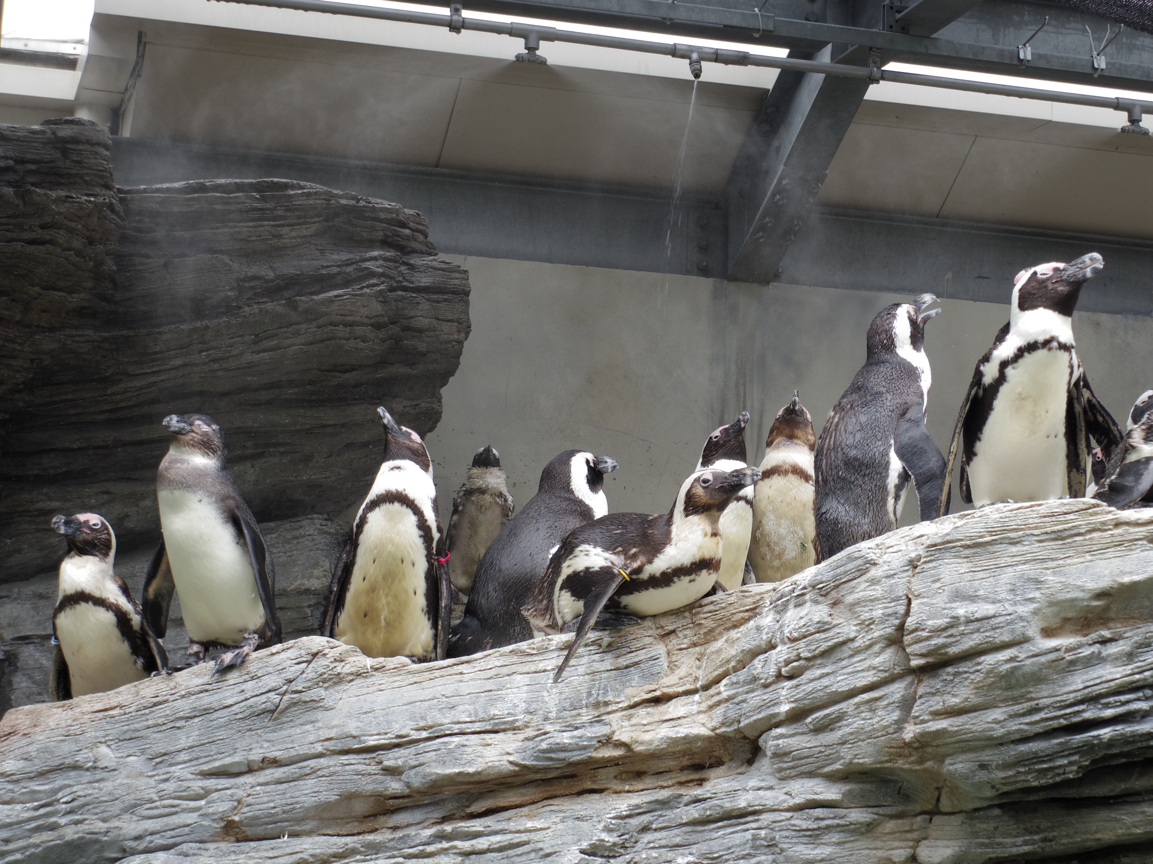 屋外ゾーンのペンギンたち。エサをもらった後のくつろぎの瞬間!? 02 STANDARD ZOOM / 1/125秒 / F4.5 / 0EV / ISO100 / 絞り優先AE / WB：オート / 14.9mm