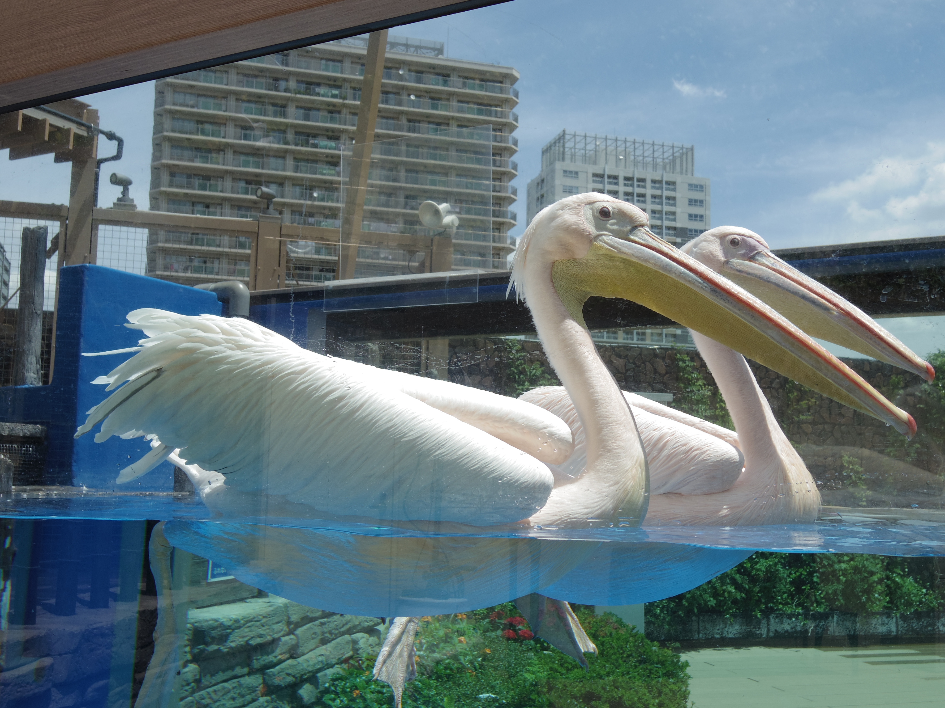 都会のオアシスだけあってペリカンの向こうに高層ビルが見えるのがこの水族館のおもしろいところ。01 STANDARD PRIME / 1/800秒 / F4 / 0EV / ISO100 / 絞り優先AE / WB：オート / 8.5mm