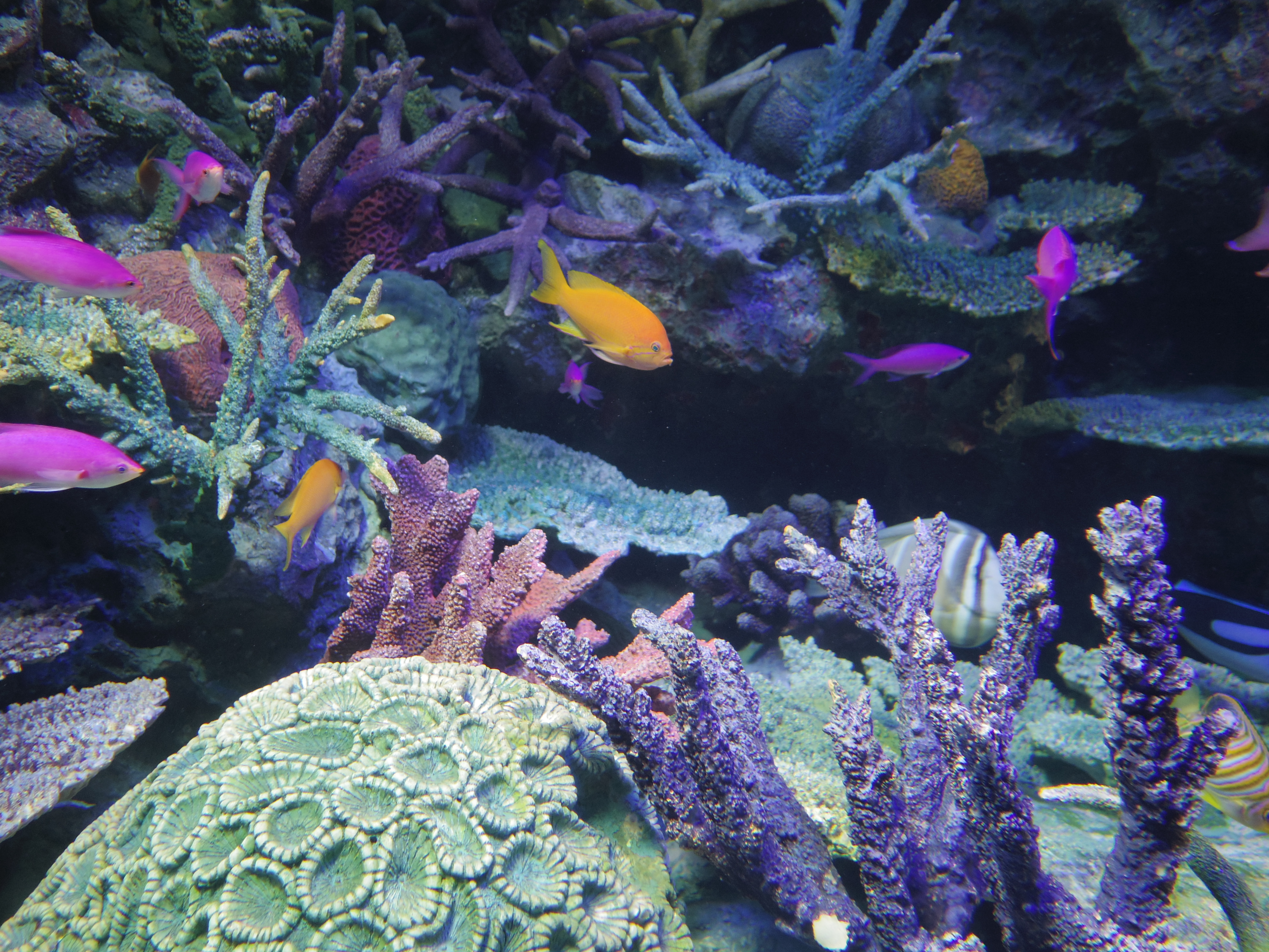 グレートバリアリーフの水槽。オートホワイトバランスでも、ほぼ見たままの色合いを表現してくれています。01 STANDARD PRIME / 1/60秒 / F1.9 / 0EV / ISO200 / 絞り優先AE / WB：オート / 8.5mm