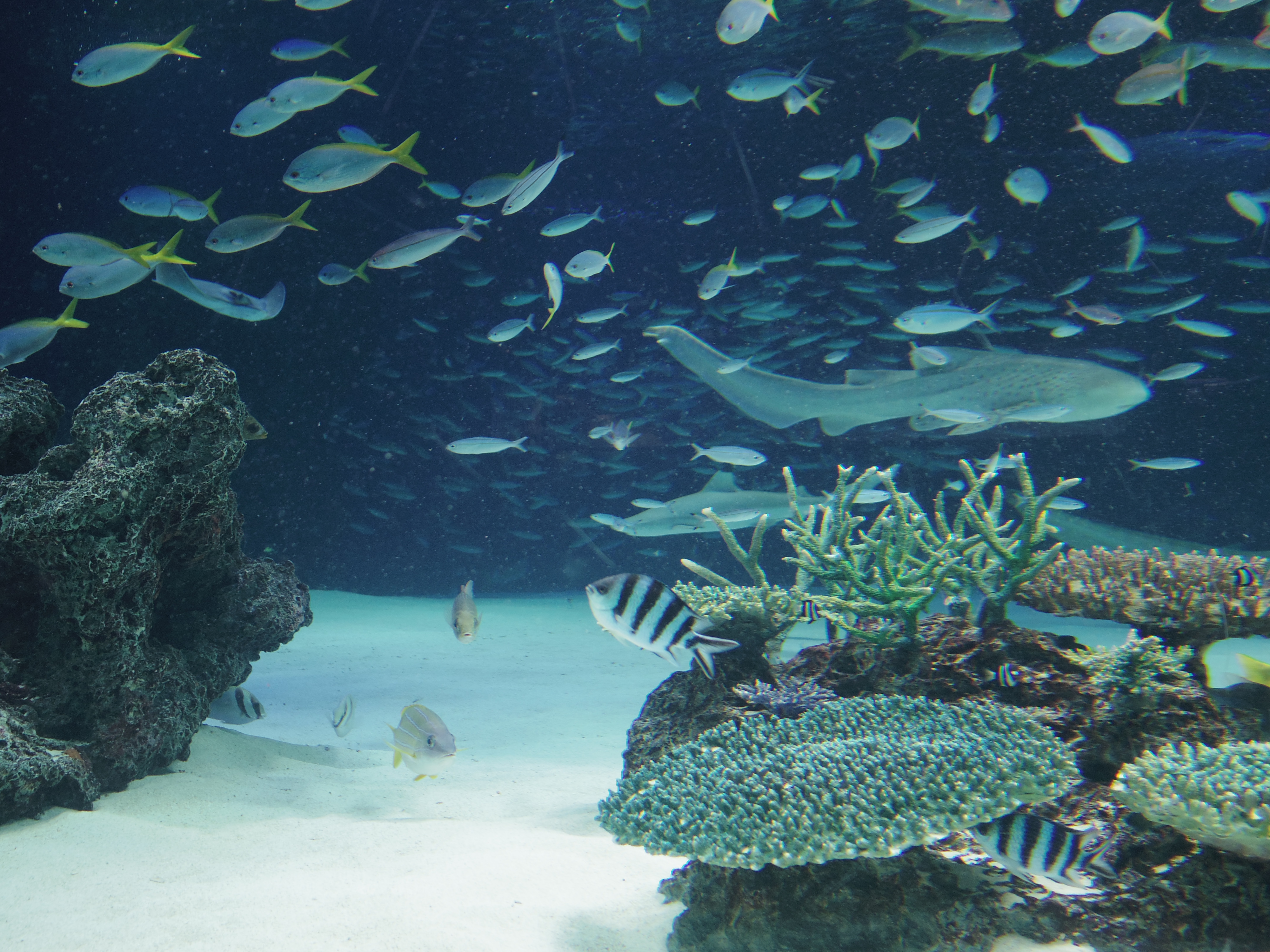 大水槽「サンシャインラグーン」。魚たちが回遊しているので見ていて飽きません。01 STANDARD PRIME / 1/80秒 / F1.9 / 0EV / ISO200 / 絞り優先AE / WB：オート / 8.5mm