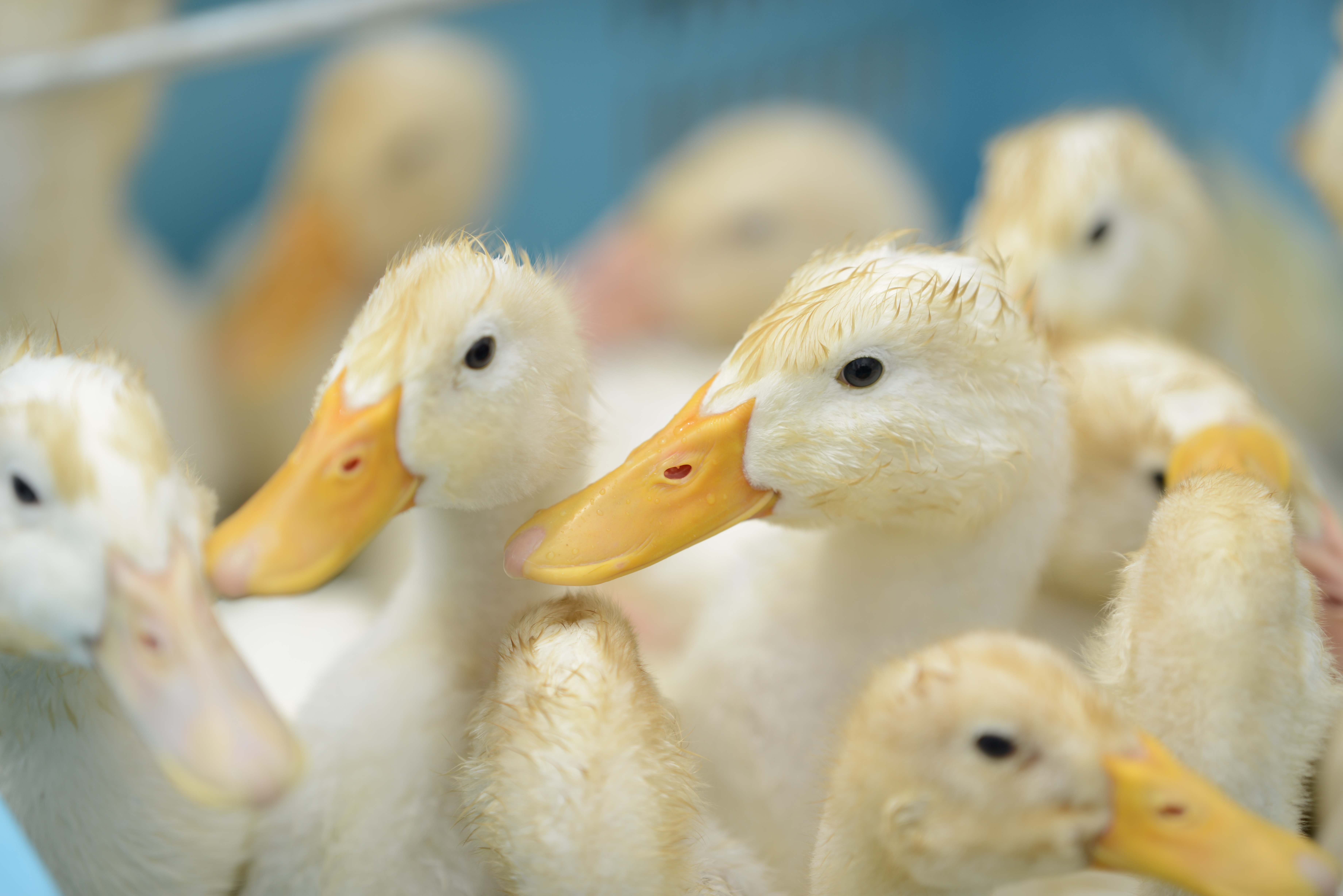 D800E / 1/2,500秒 / F2 / +0.3EV / ISO100 / 絞り優先AE / WB：晴天 / 200mm