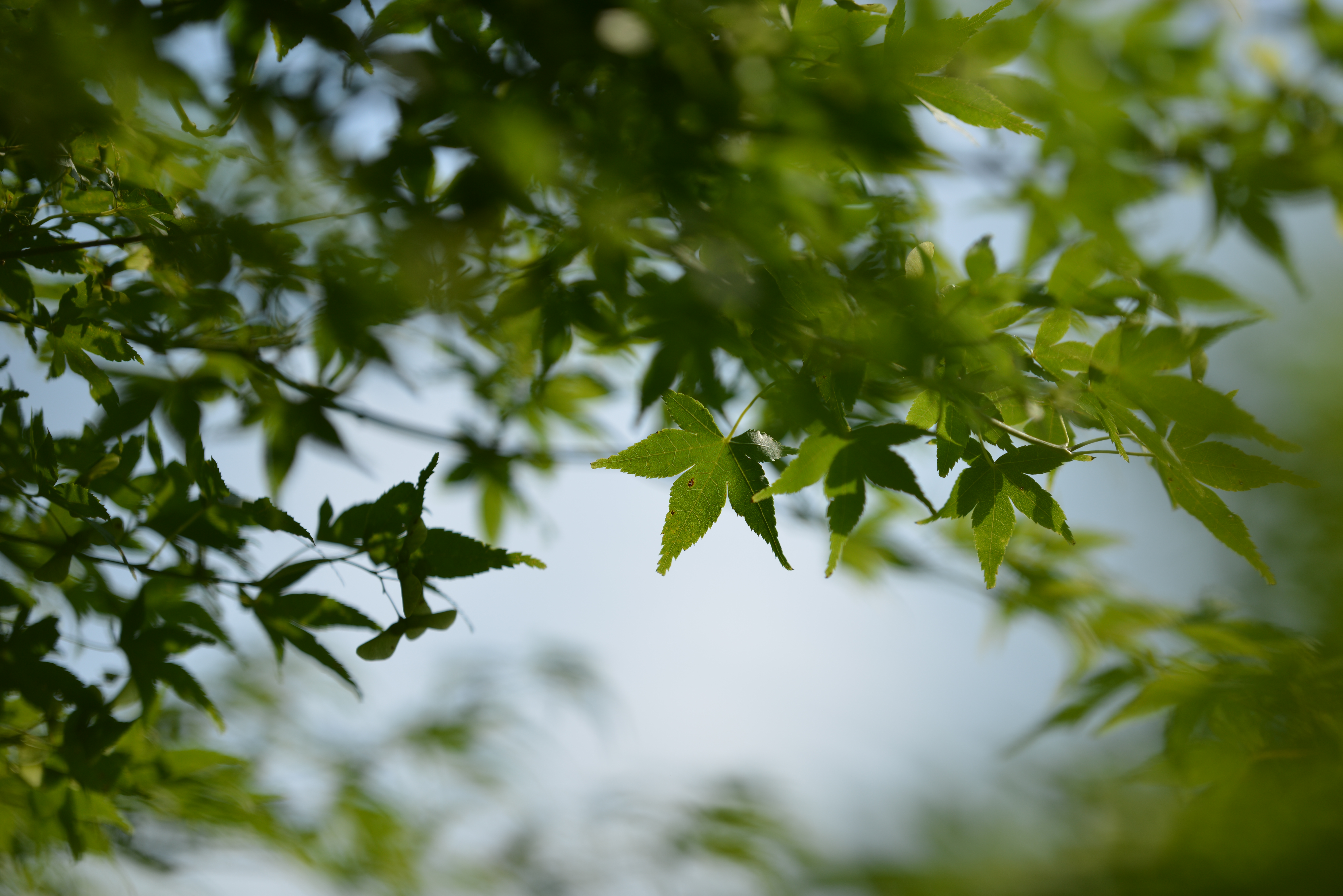 D800E / 1/1,600秒 / F2.5 / +0.7EV / ISO100 / 絞り優先AE / WB：晴天 / 200mm