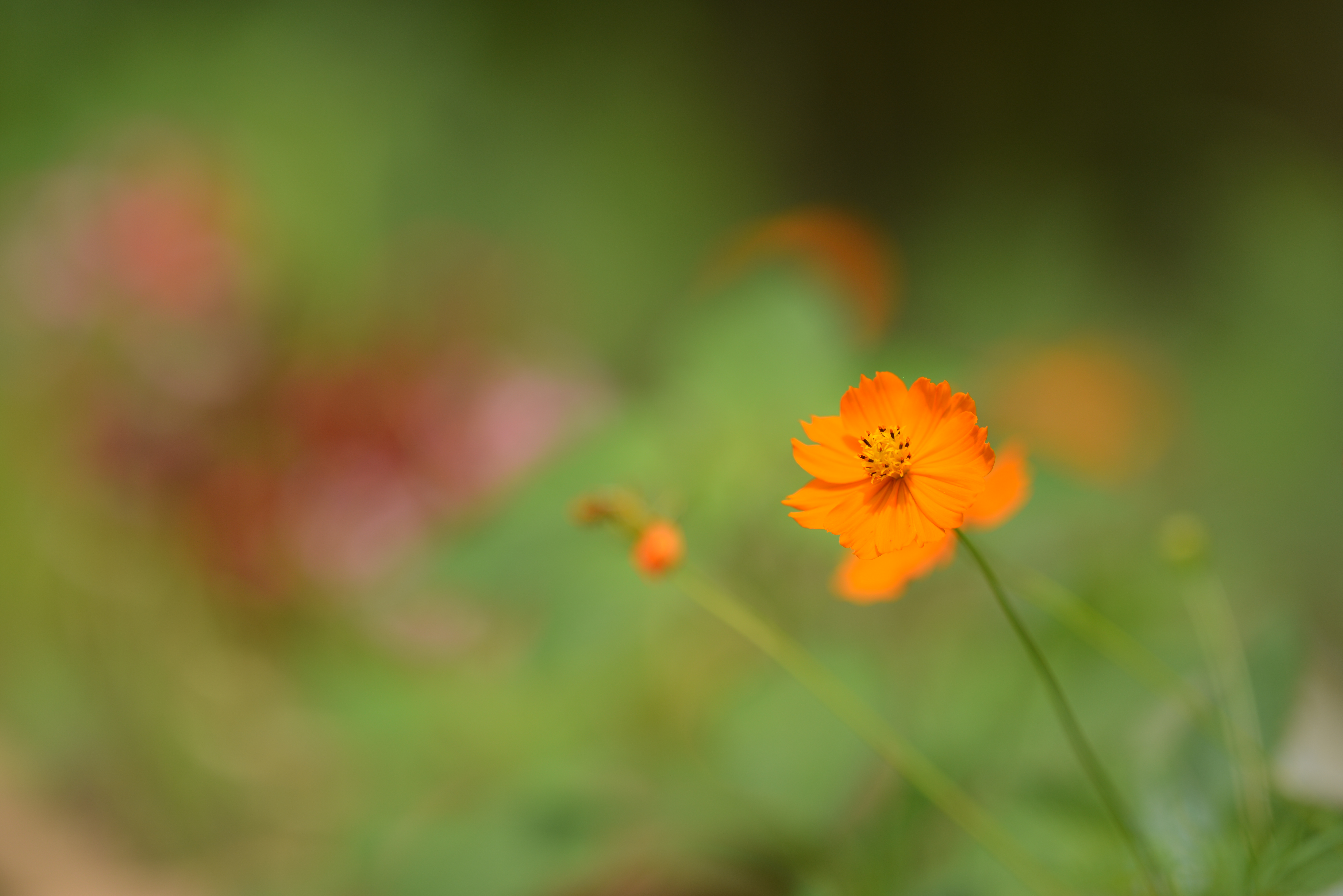 D800E / 1/3,200秒 / F2 / 0EV / ISO100 / 絞り優先AE / WB：晴天 / 200mm