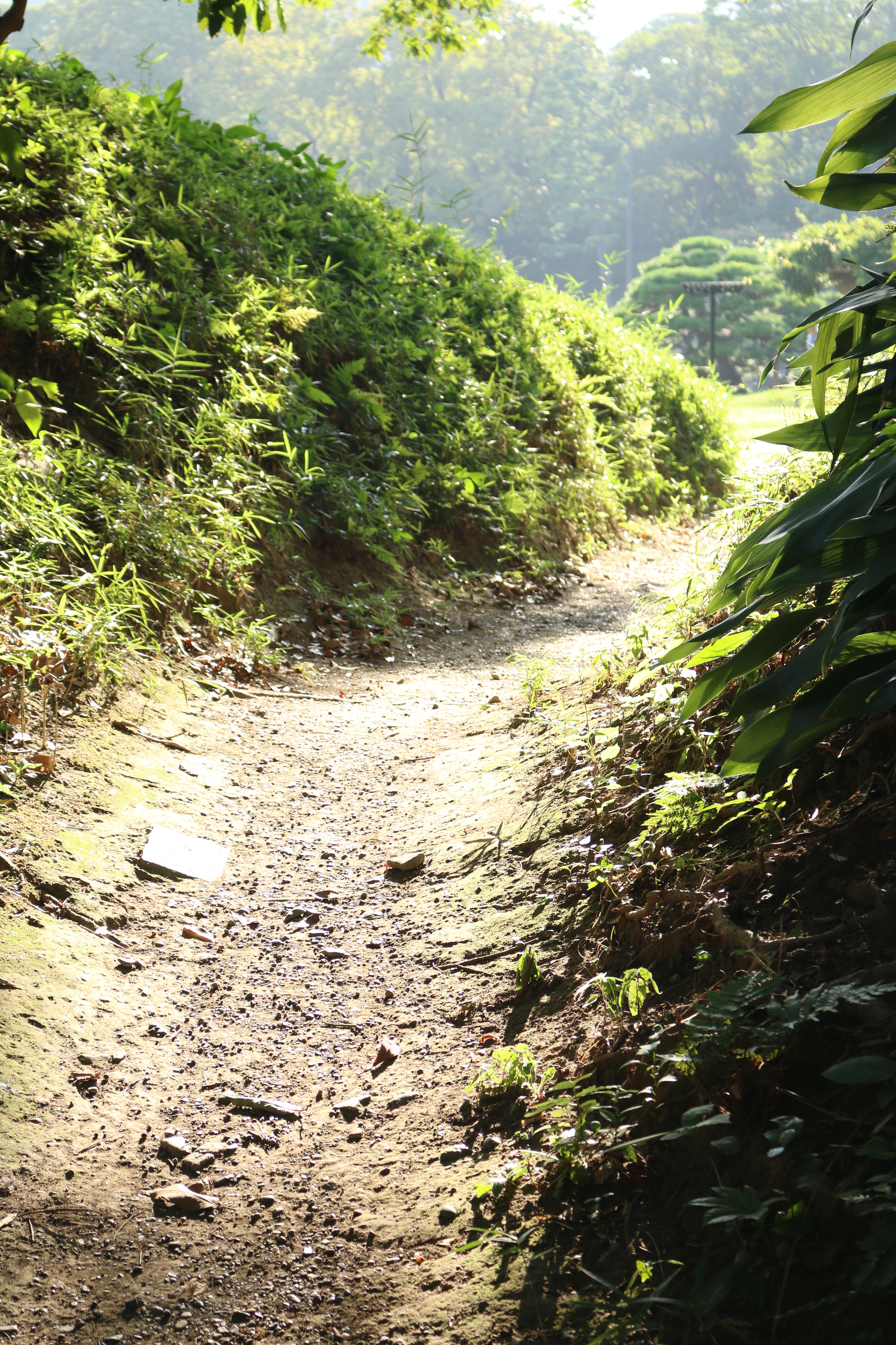 EF-S 18-55mm F3.5-5.6 IS STM / 1/250秒 / F5.6 / +1EV / ISO400 / 絞り優先AE / WB：太陽光 / 47mm