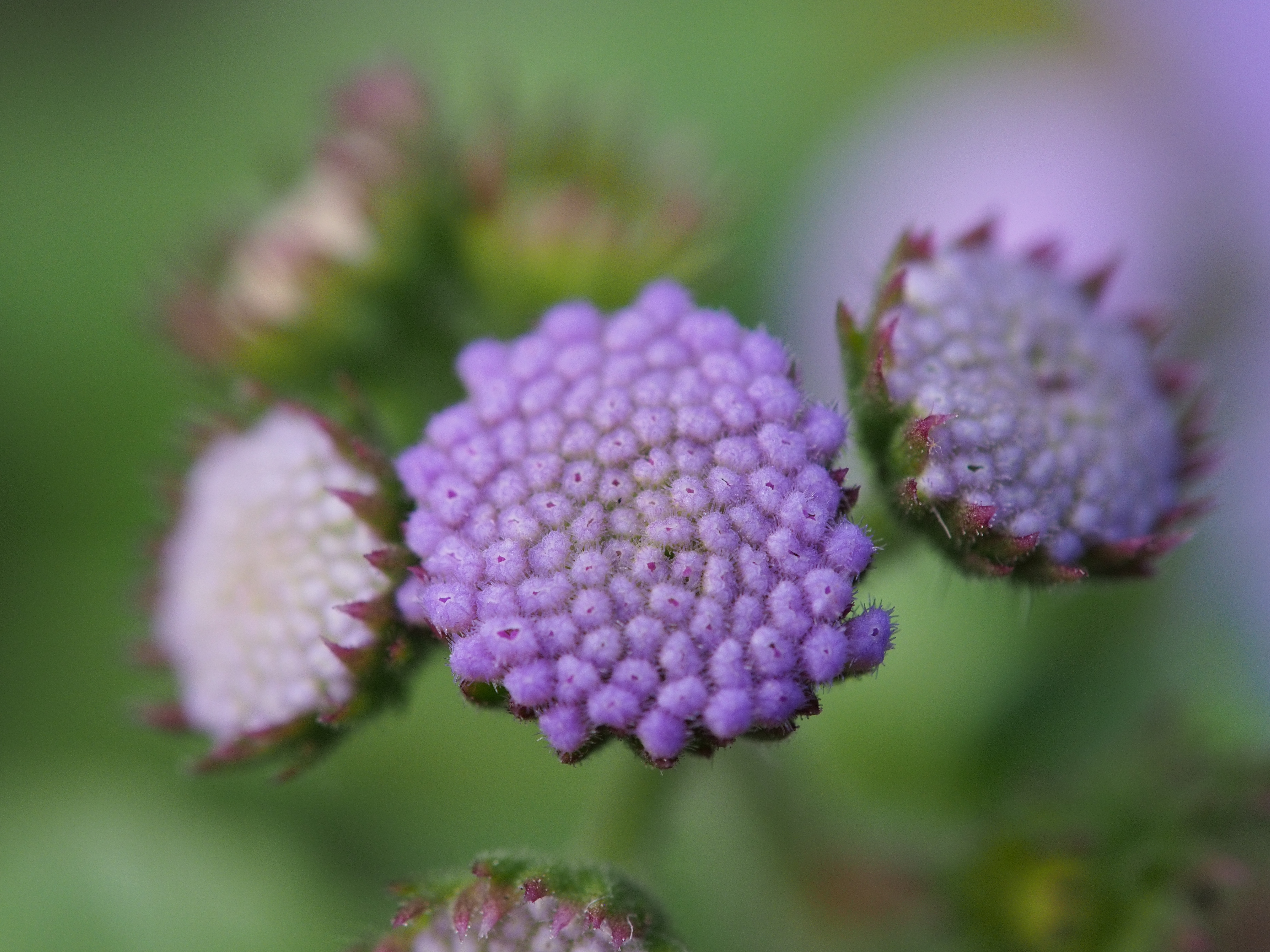 ブレを嫌ってISO800で撮ったカット。ピクセル等倍で見るとざらつきは目立つが、細かい部分の再現性はいい。M.ZUIKO DIGITAL ED 60mm F2.8 Macro / 1/250秒 / F4 / 0EV / ISO800 / 絞り優先AE / WB：オート / 60mm