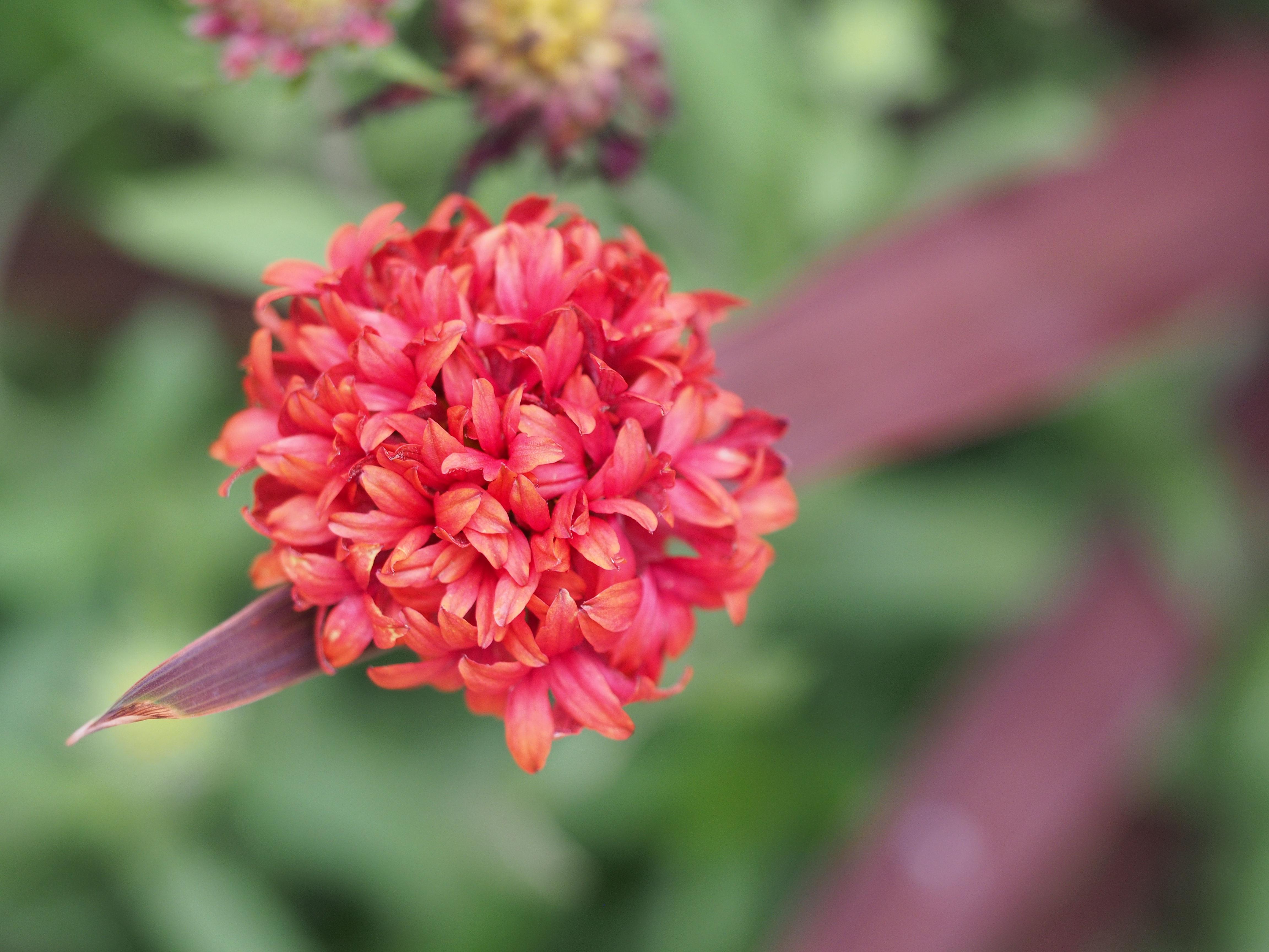 M.ZUIKO DIGITAL ED 60mm F2.8 Macroは、ひょろっとしたデザインとスライド式フードは好きじゃないけど、写りは大好きなレンズだ。M.ZUIKO DIGITAL ED 60mm F2.8 Macro / 1/80秒 / F2.8 / +0.3EV / ISO400 / 絞り優先AE / WB：オート / 60mm