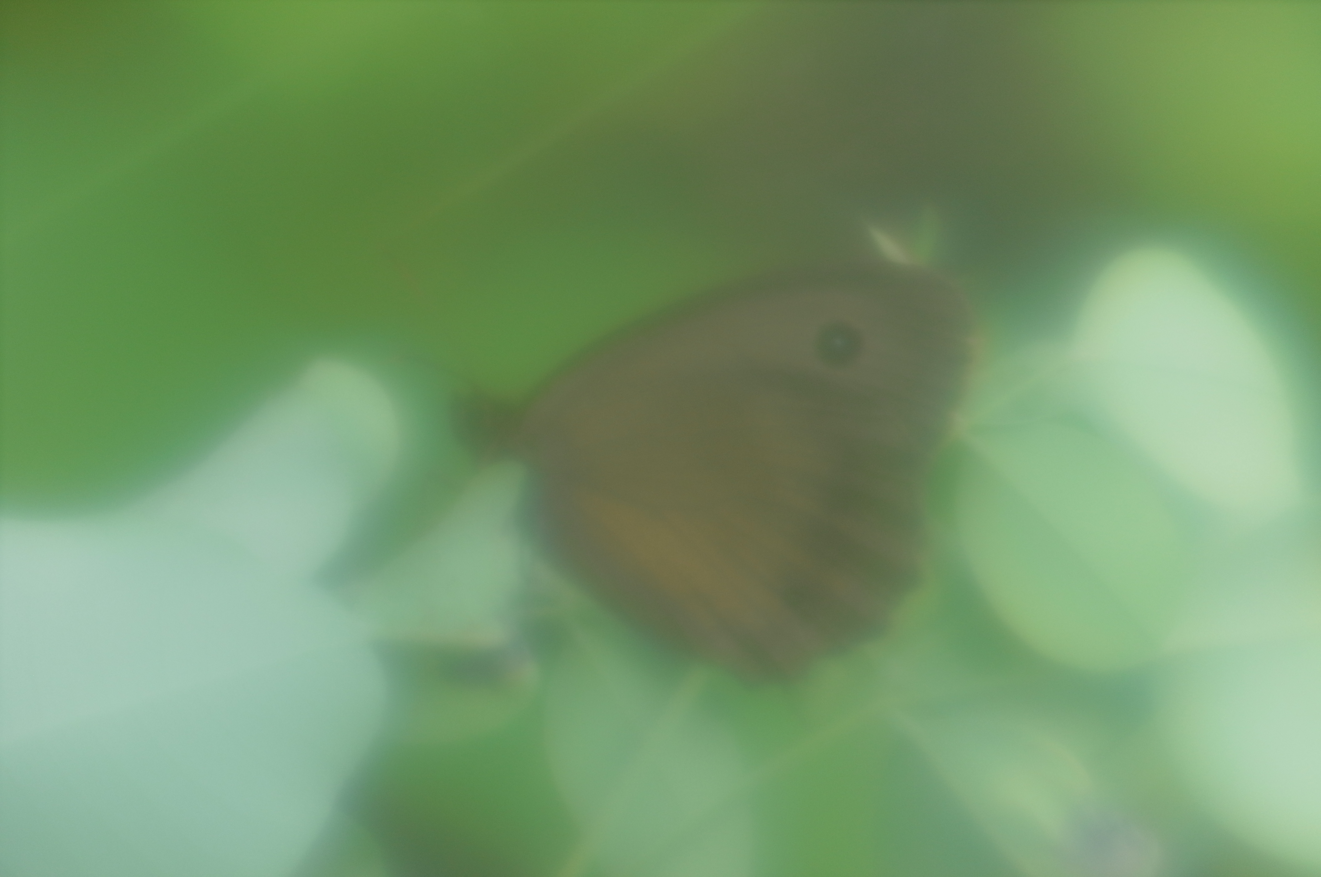 これはヒカゲチョウだが、ソフトフォーカスにも程があるという描写である。ピントの山が見づらいのはもちろん、そもそもファインダー内で被写体のチョウを探すのさえ苦労する。