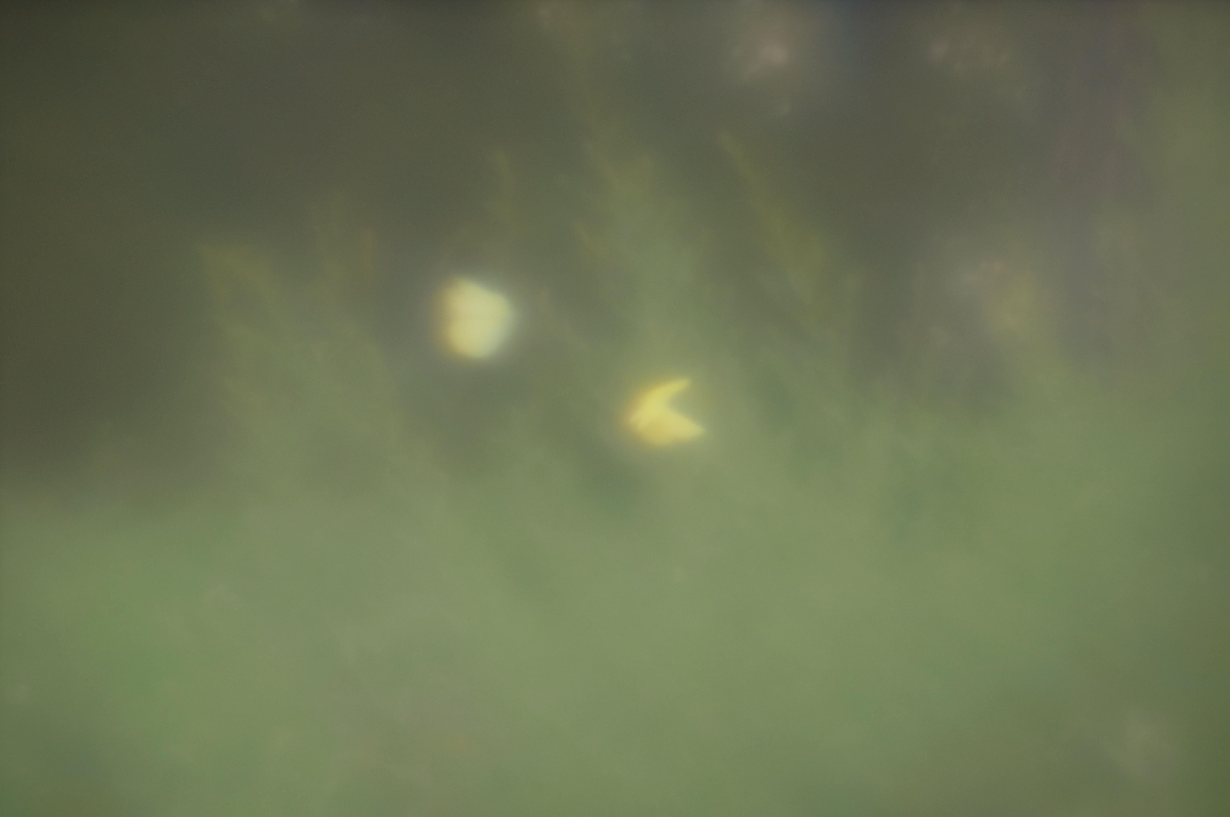 スジボソヤマキチョウが2匹飛んでいるところをキャッチ! 望遠マクロで撮るチョウの飛翔写真は、広角レンズで撮るより難易度が高いが、なぜか成功してしまった。いや元々ボケボケのレンズなので、“成功”の許容範囲も広いレンズだと言えるのだが。