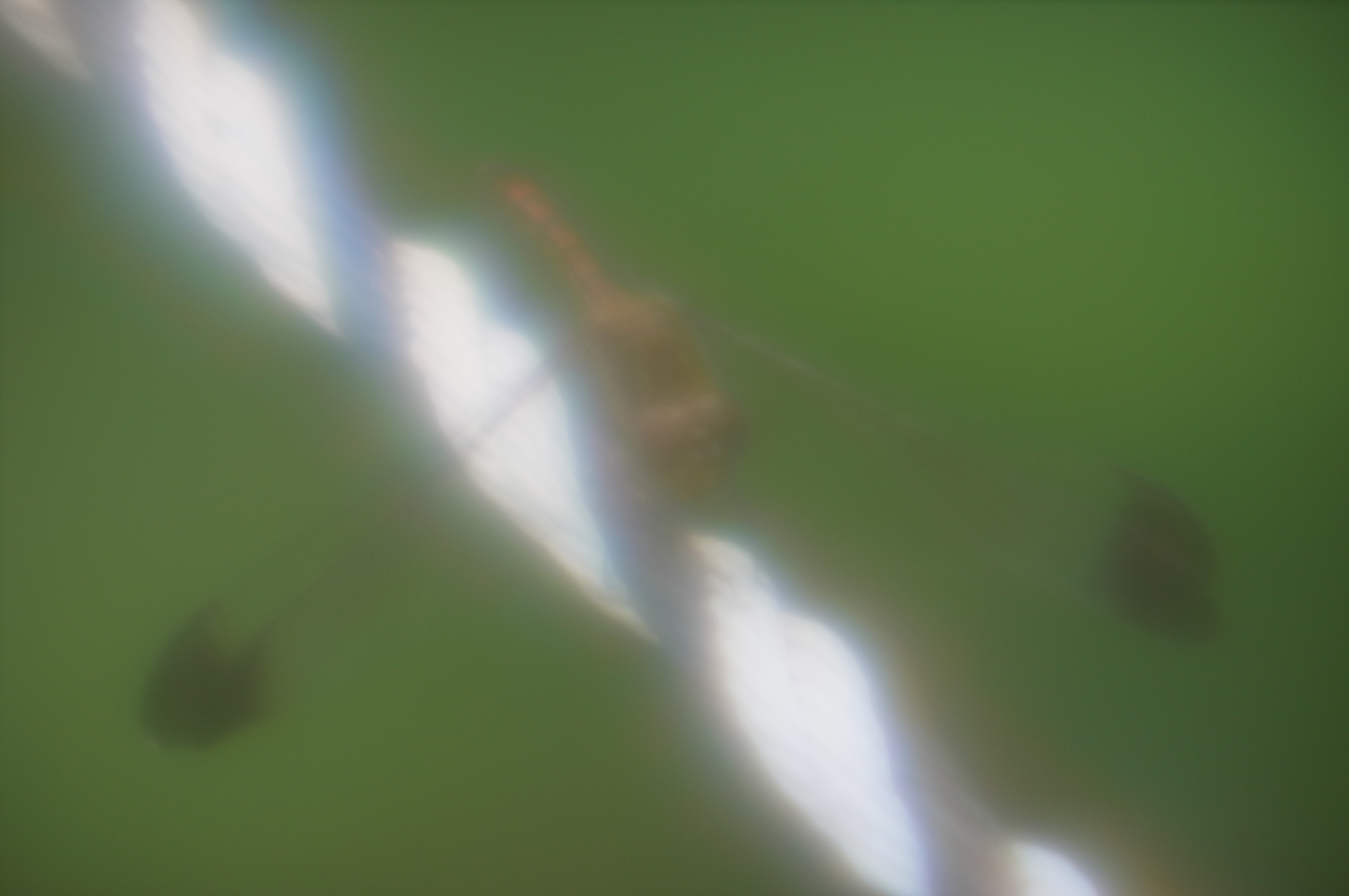 ロープに止まるノシメトンボ。羽根の先端の模様でかろうじて種類がわかる。ピント合わせにはGXR MOUNT A12に搭載されたフォーカスアシスト機能も使ってみたが、レンズのコントラストが低すぎて使い物にならなかった。しかし意外なことに、スライド式のピント合わせはなかなか操作しやすい。