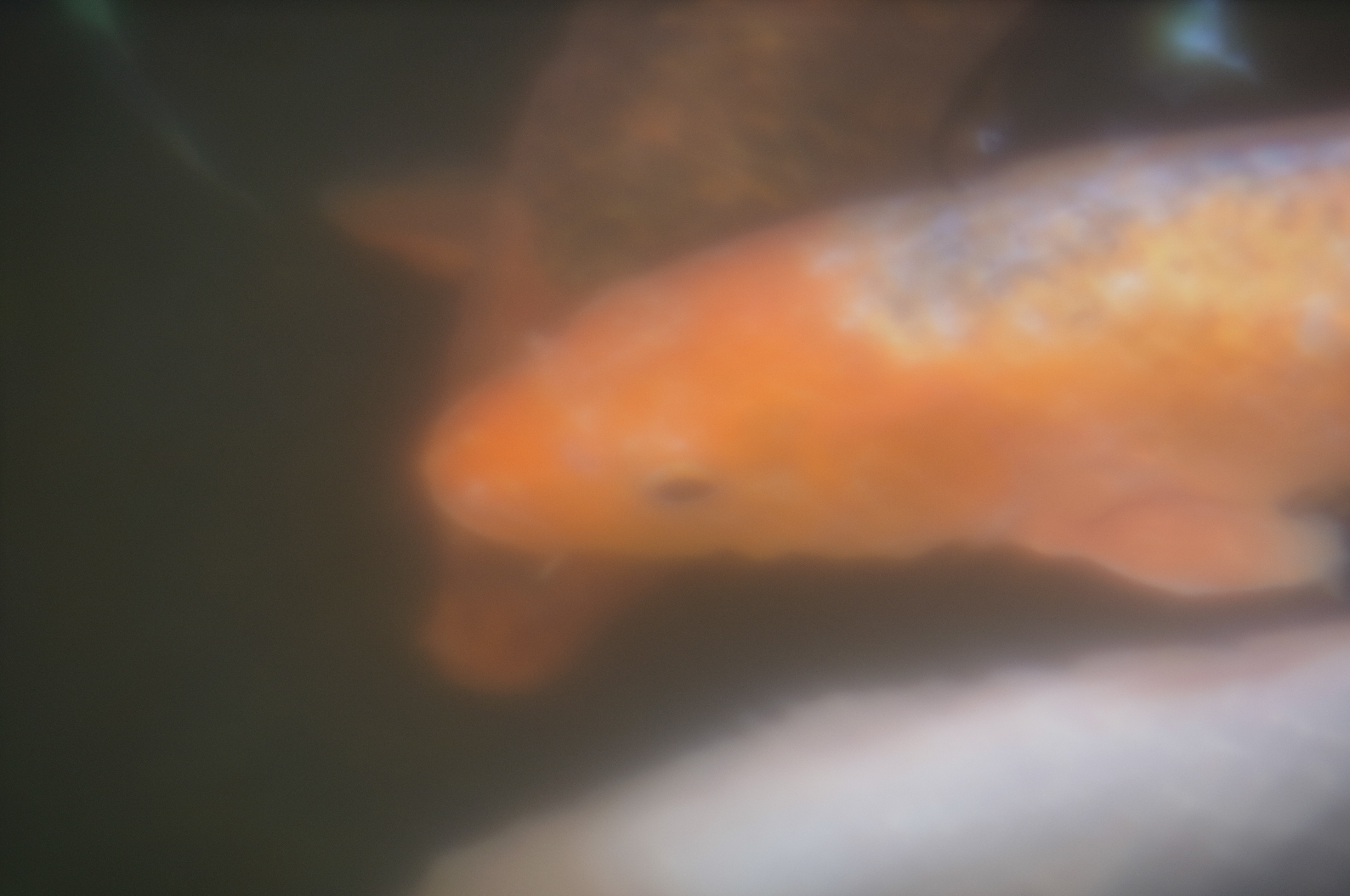 池のコイを撮影してみたが、これはなかなか良く撮れた。濁った水中にいるコイは肉眼で見てもぼやけていて、このレンズで撮った印象とさほど差がないのだ。