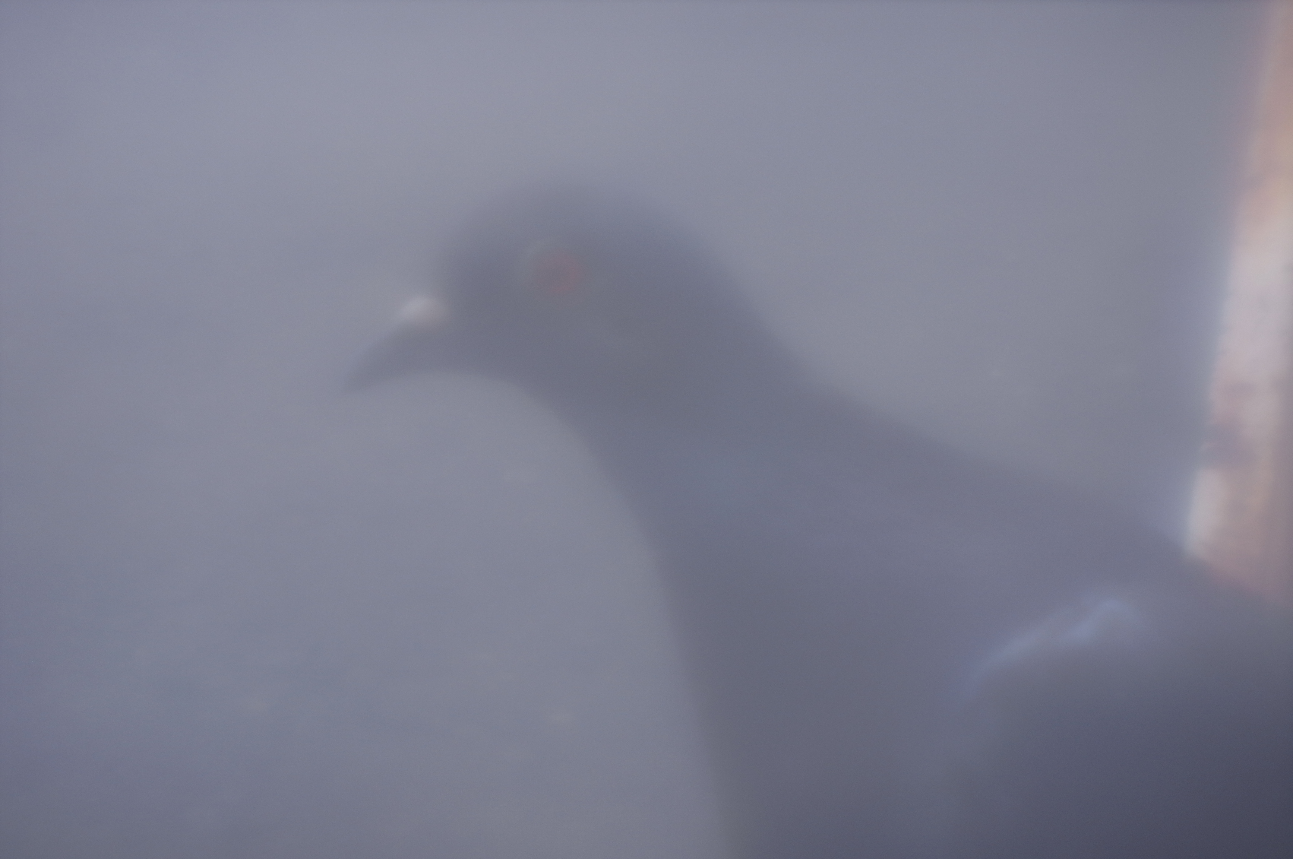 ドバトもちょっと近付けば、けっこうなアップで撮ることができる。