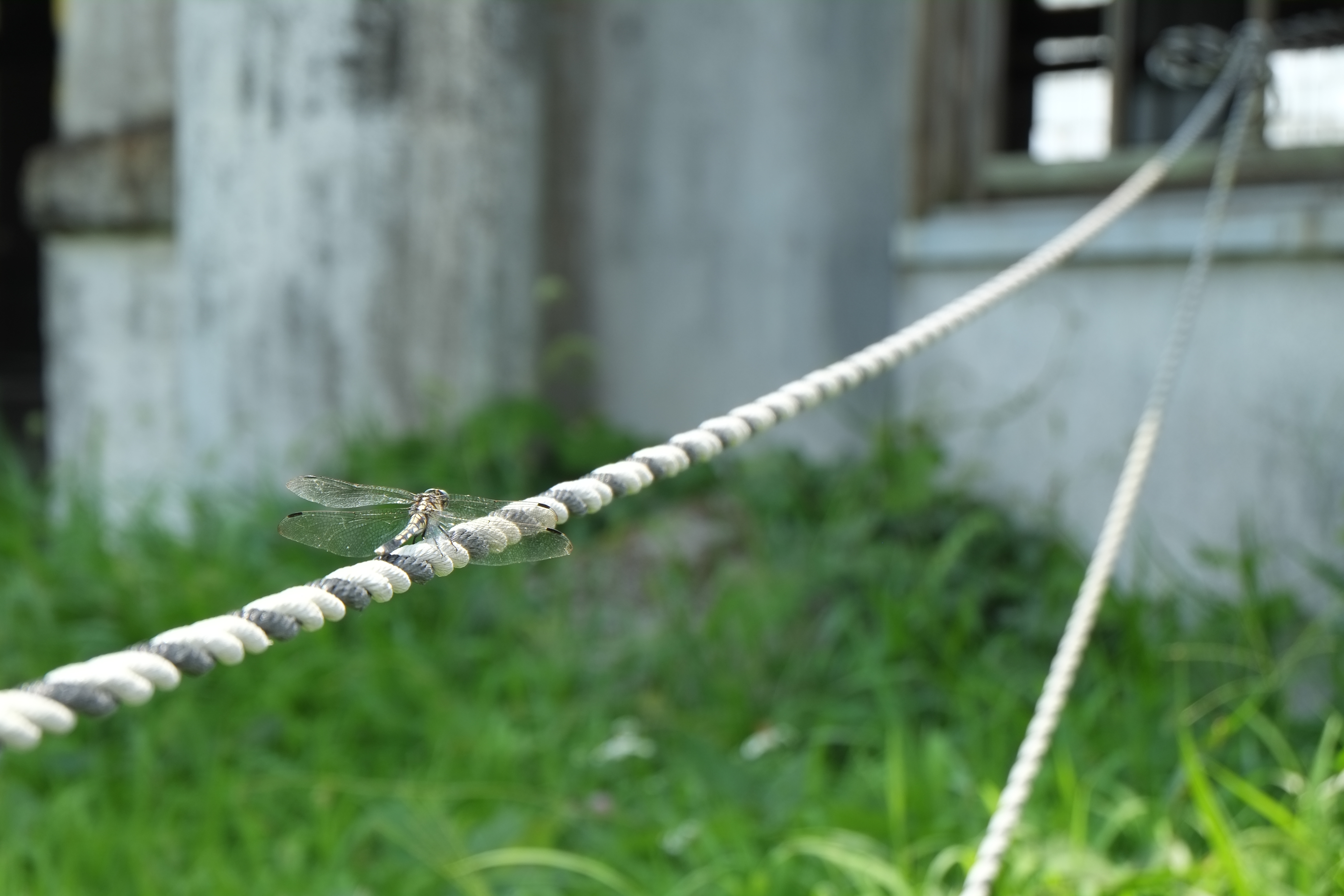 X-Pro1 / 1/250秒 / F6.4 / 0EV / ISO200 / 絞り優先AE / WB：オート / 50mm