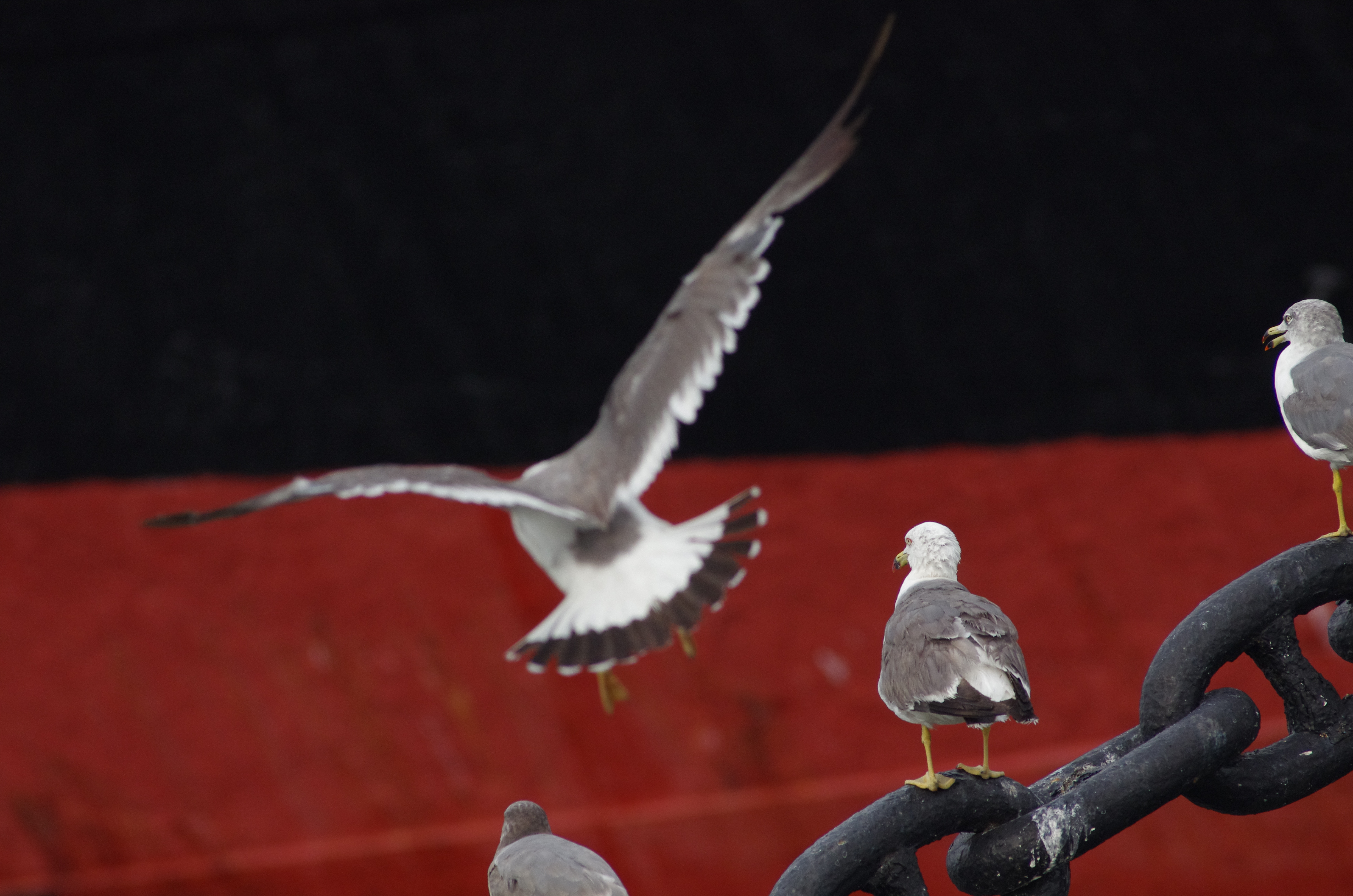 AWBでカメラ内RAW現像。HD PENTAX-DA 560mm F5.6 ED AW / 1/1,600秒 / F8 / -0.3EV / ISO1000 / マニュアル / 560mm