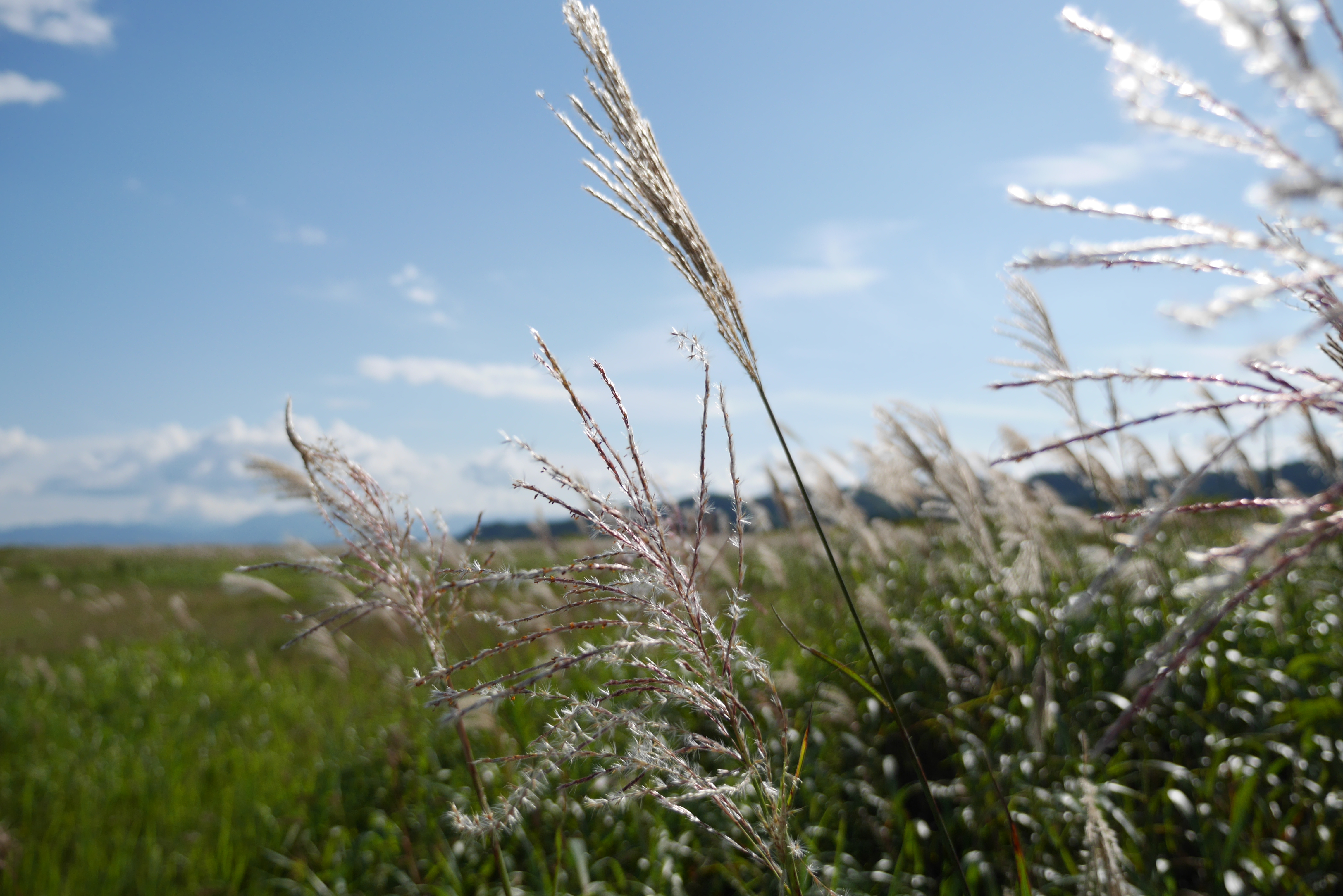 DMC-GX7 / LUMIX G X VARIO 12-35mm F2.8 ASPH. POWER O.I.S. / 4,592×3,064 / ISO200 / F2.8 / 1/8,000秒 / 14mm（29mm相当）