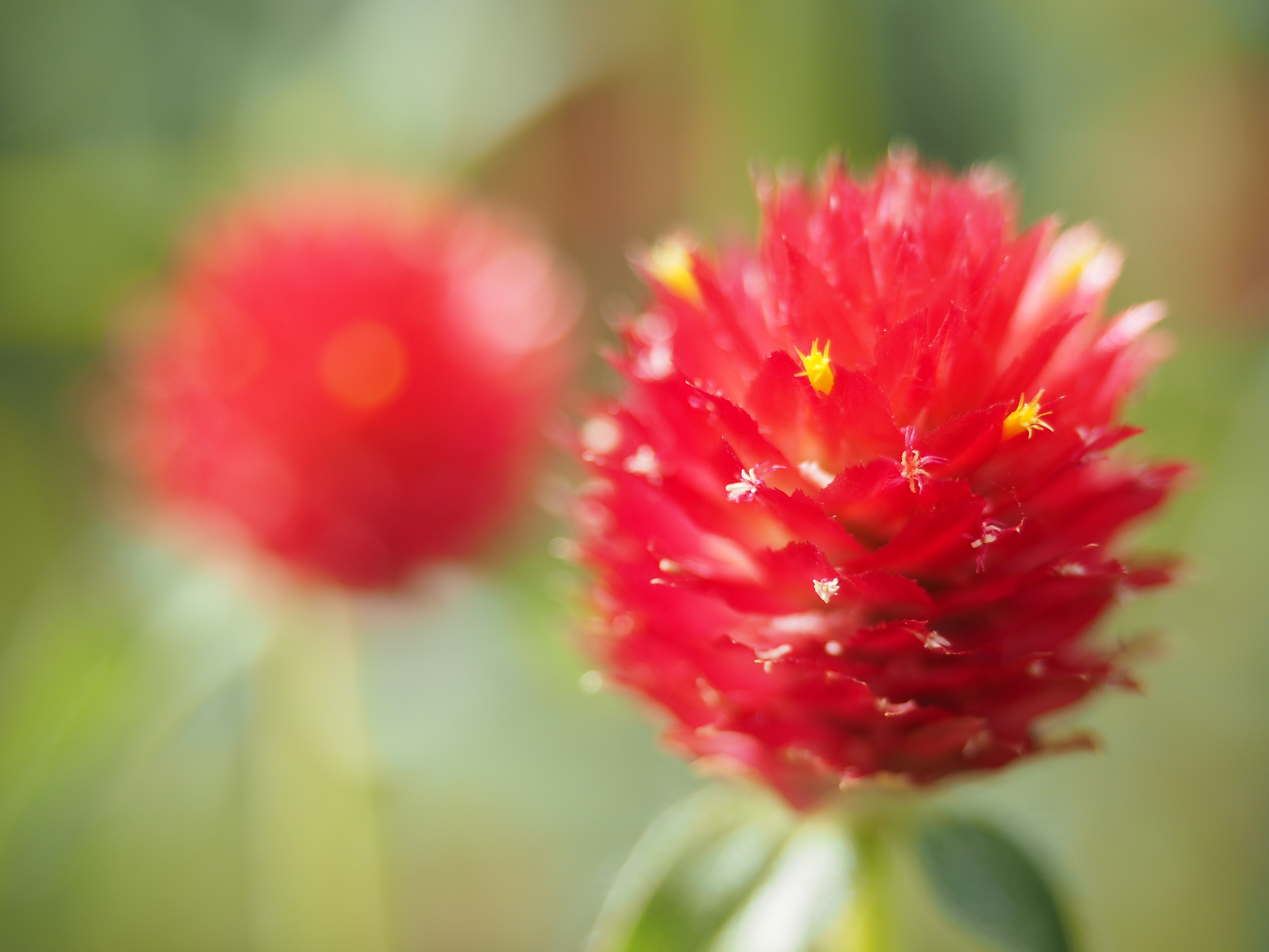 最大撮影倍率は0.3倍（フルサイズ機換算0.6倍）。ズームレンズのおまけマクロなどとは言えない描写。 / E-M1 / M.ZUIKO DIGITAL ED 12-40mm F2.8 PRO / 4,608×3,456 / ISO200 / F2.8 / 1/500秒 / 40mm