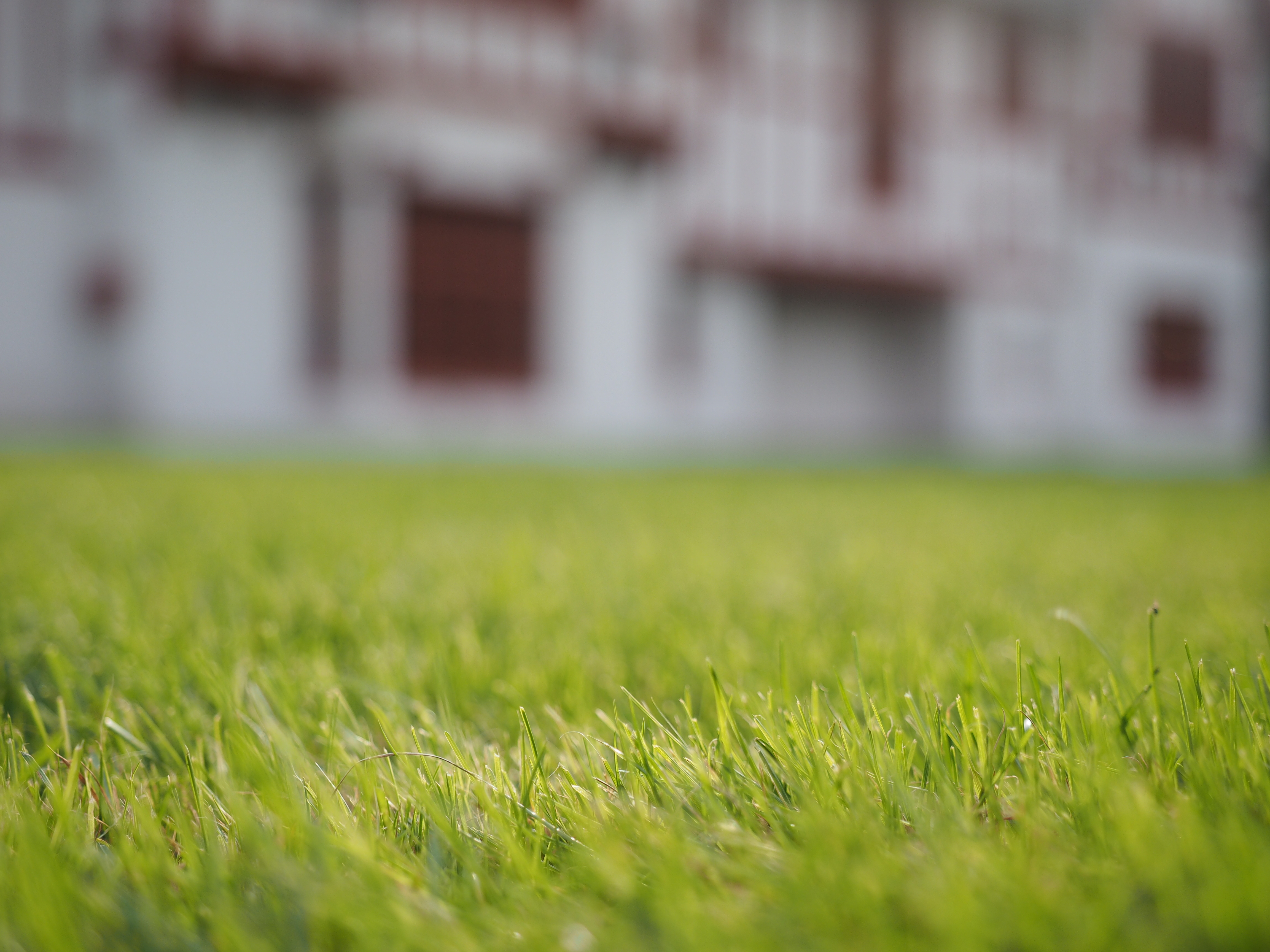 上下可動式の液晶モニターを起こして地面すれすれのローアングル撮影。EVFとの自動切り替えがキャンセルされるので使い勝手がいい。 / E-M1 / M.ZUIKO DIGITAL ED 12-40mm F2.8 PRO / 4,608×3,456 / ISO200 / F2.8 / 1/800秒 / 40mm