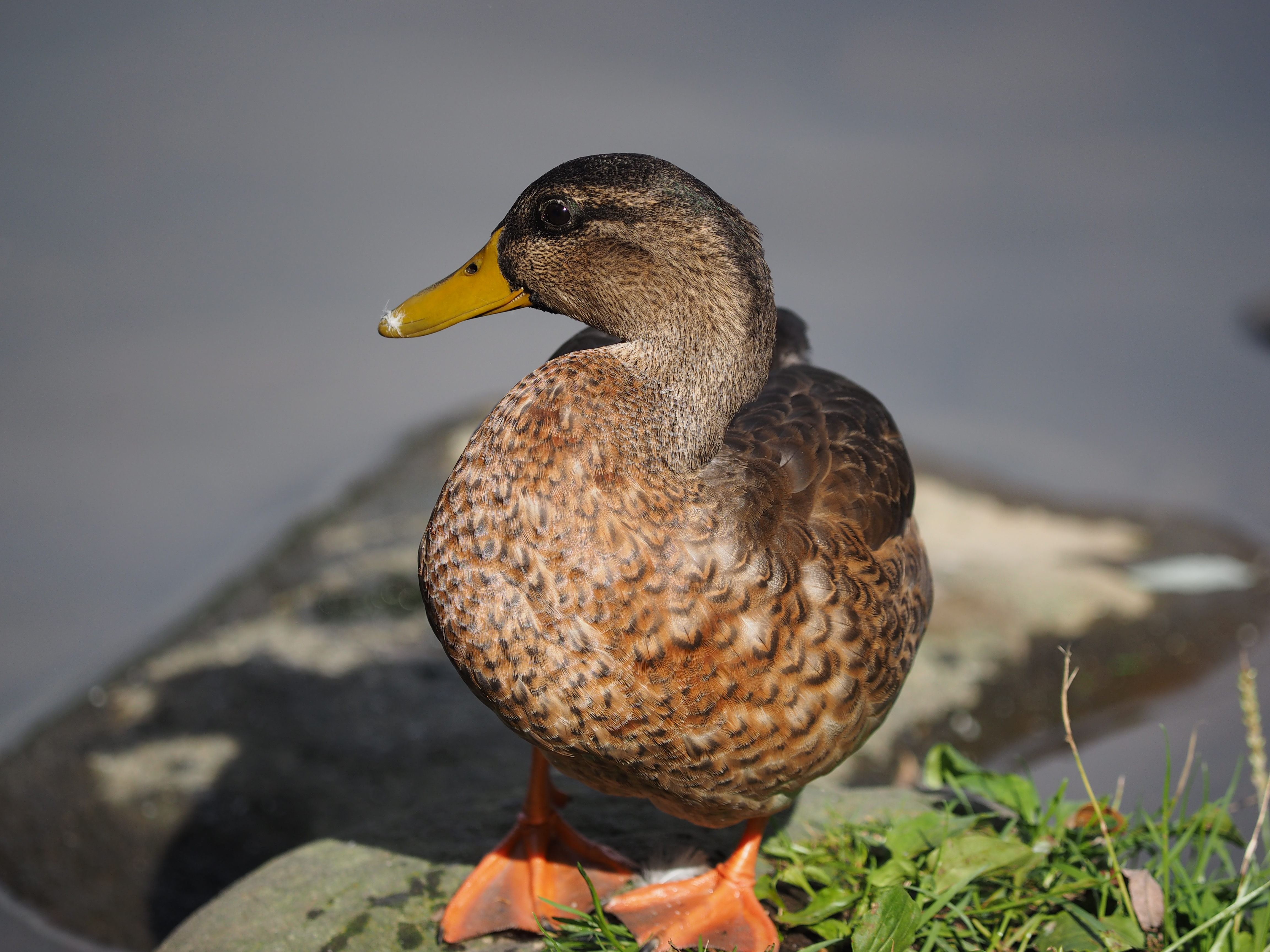 動きの少ない被写体はシングルターゲットでもいいが、動いているときはグループターゲットのほうが追従性はいいように感じた。 / E-M1 / ZUIKO DIGITAL ED 50-200mm F2.8-3.5 SWD / 4,608×3,456 / ISO200 / F3.5 / 1/1,250秒 / 200mm