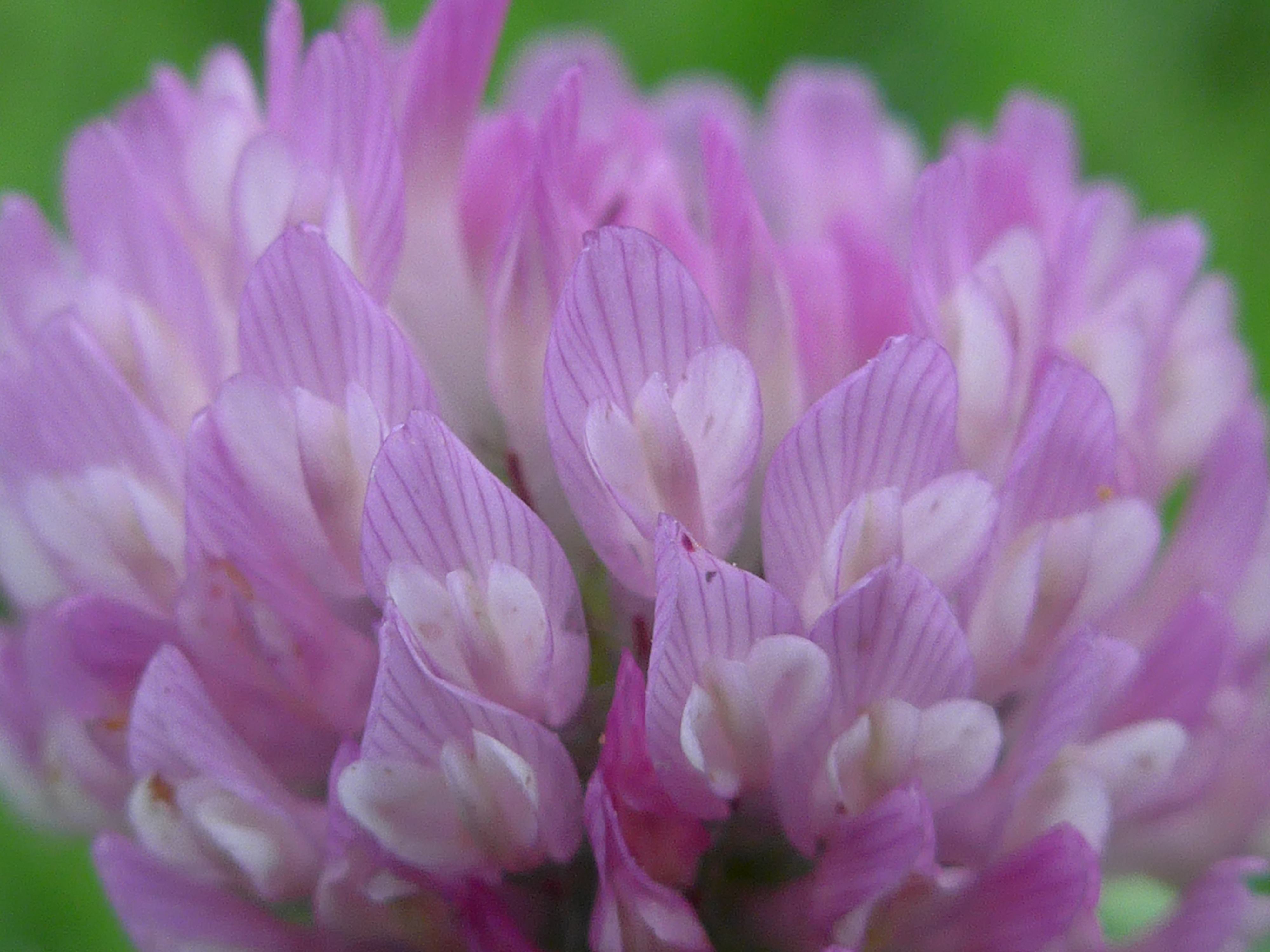 ズームマクロモード