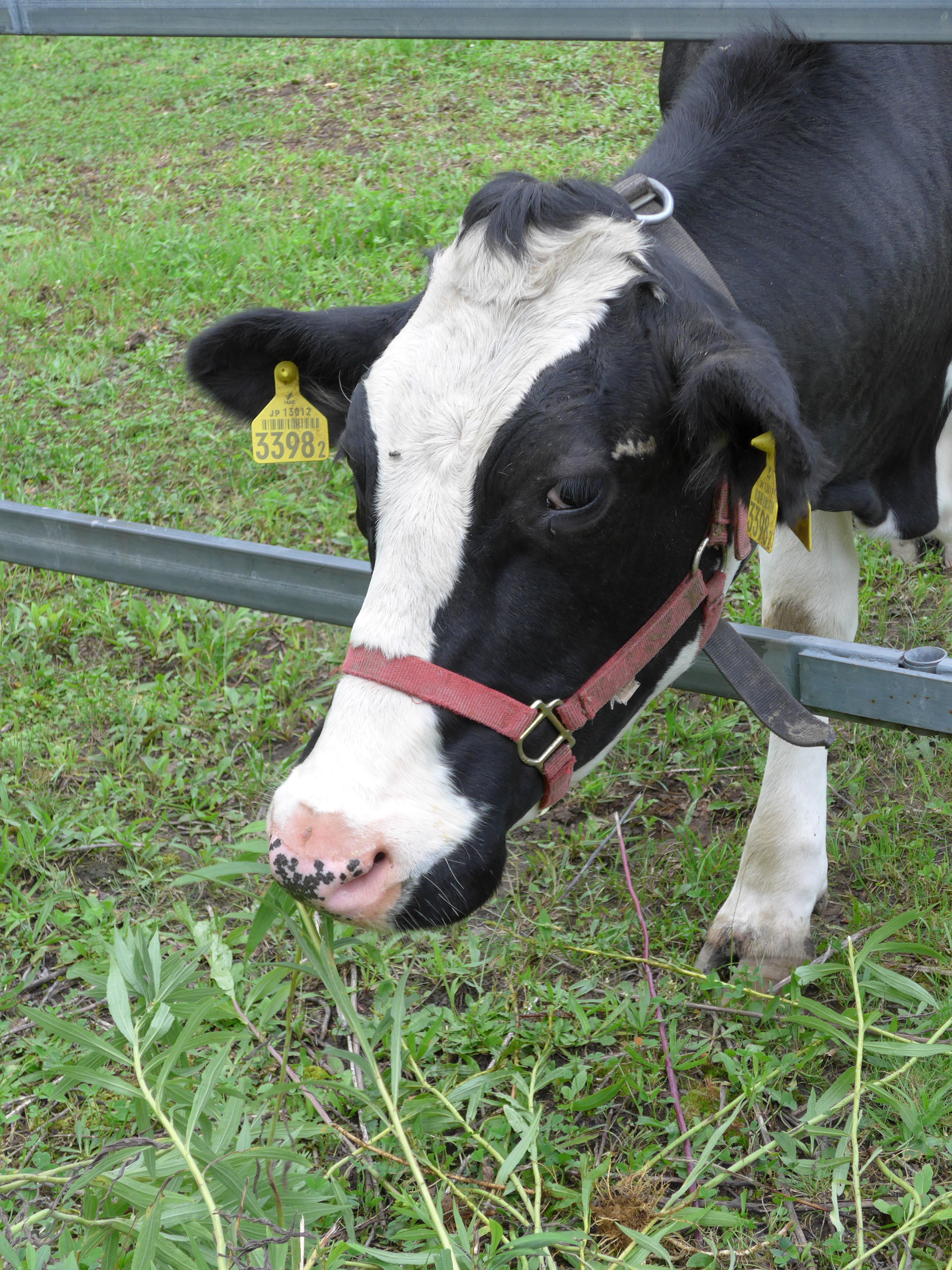 大学の構内で見つけた牛さん。散歩中らしい子どもがちぎった草をあげていたのを横から撮らせてもらった。/ DMC-LF1 / 3,000×4,000 / ISO200 / F4 / 1/160秒 / 14.2mm（66mm相当）