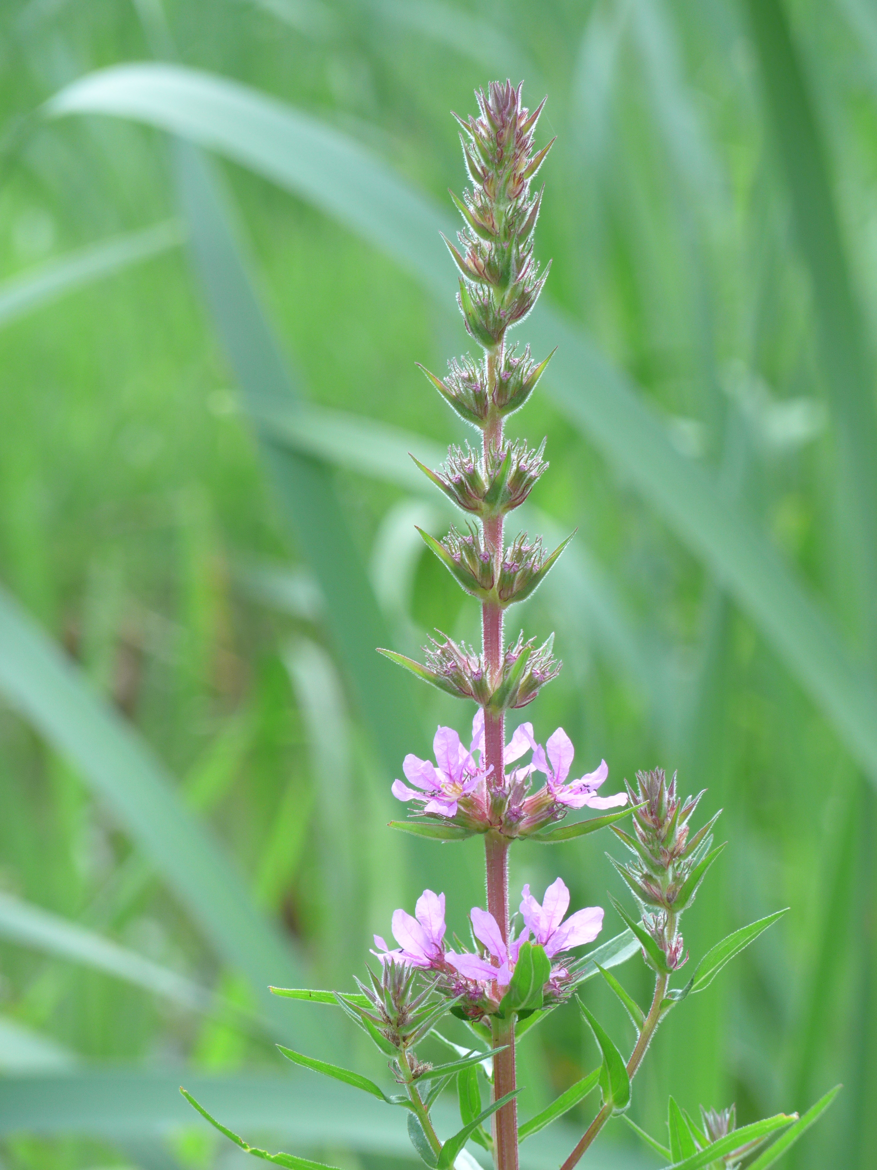 これも望遠端の最短撮影距離付近での撮影。コンパクトカメラでも少しはボケてくれる。/ DMC-LF1 / 3,000×4,000 / ISO200 / F5.9 / 1/60秒 / 42.8mm（200mm相当）