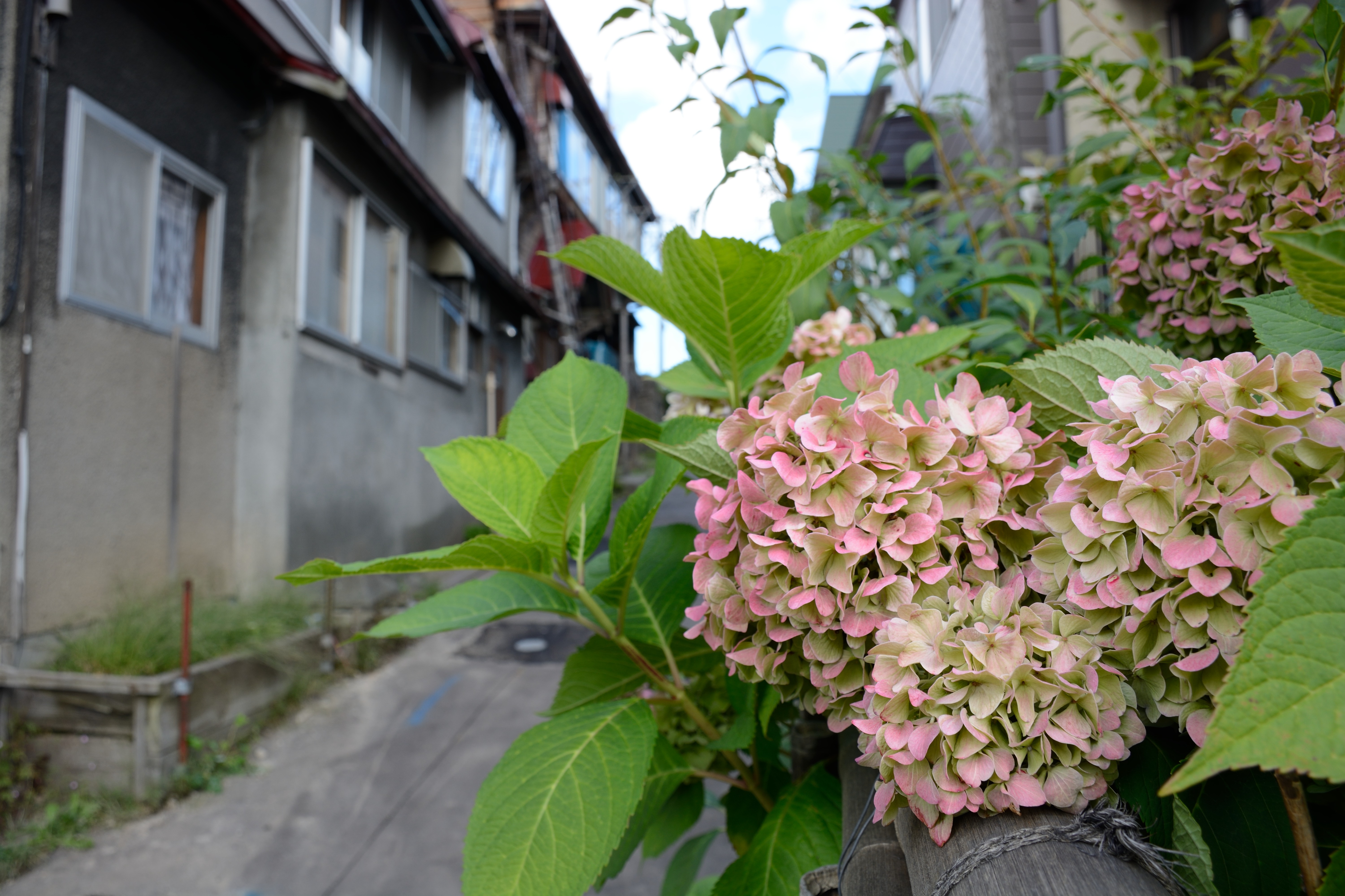 D7100 / 1/100秒 / F5.6 / +0.3EV / ISO100 / 絞り優先AE / WB：オート / 18mm