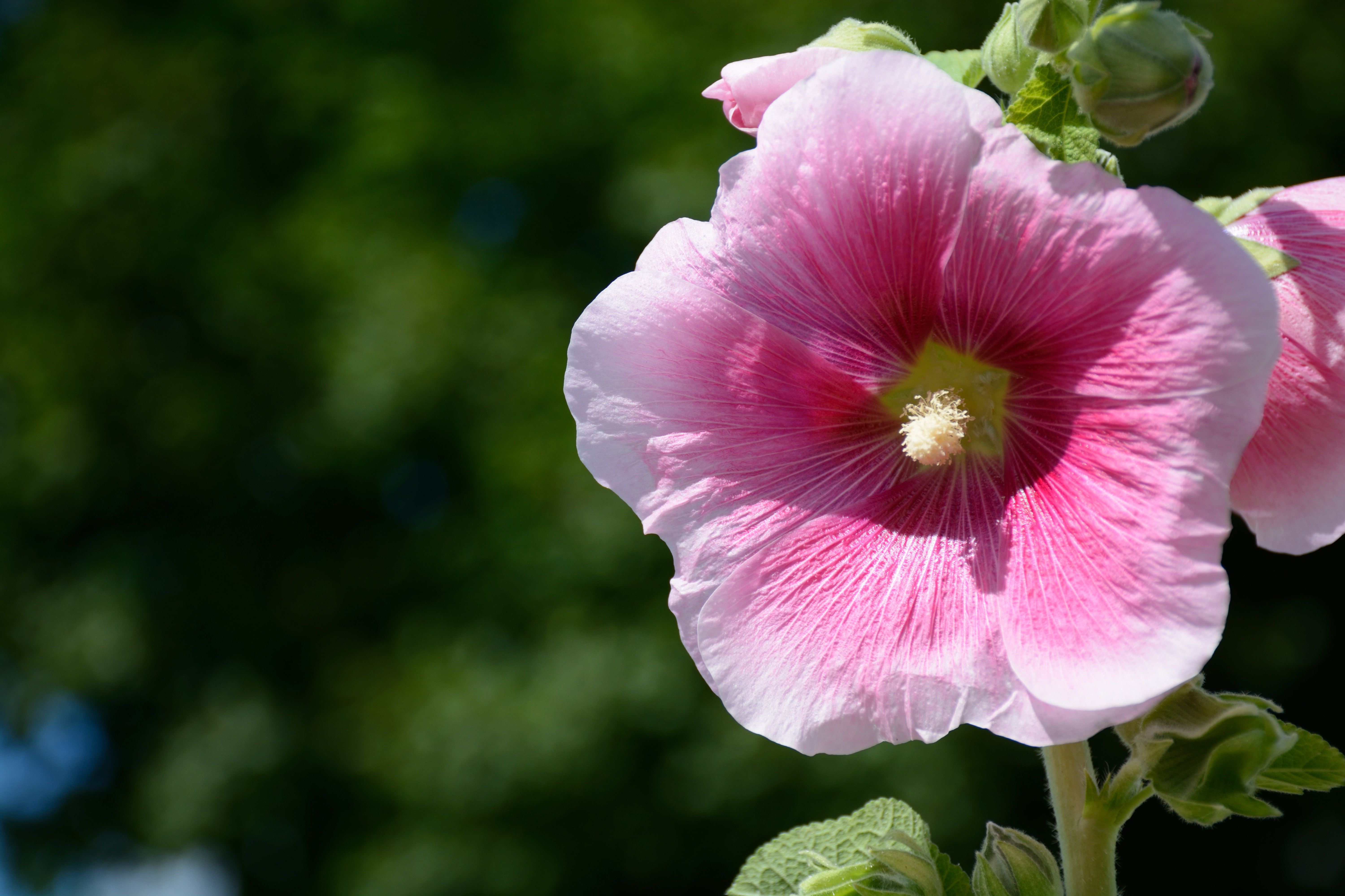 D7100 / 1/500秒 / F5 / 0EV / ISO100 / 絞り優先AE / WB：オート / 60mm