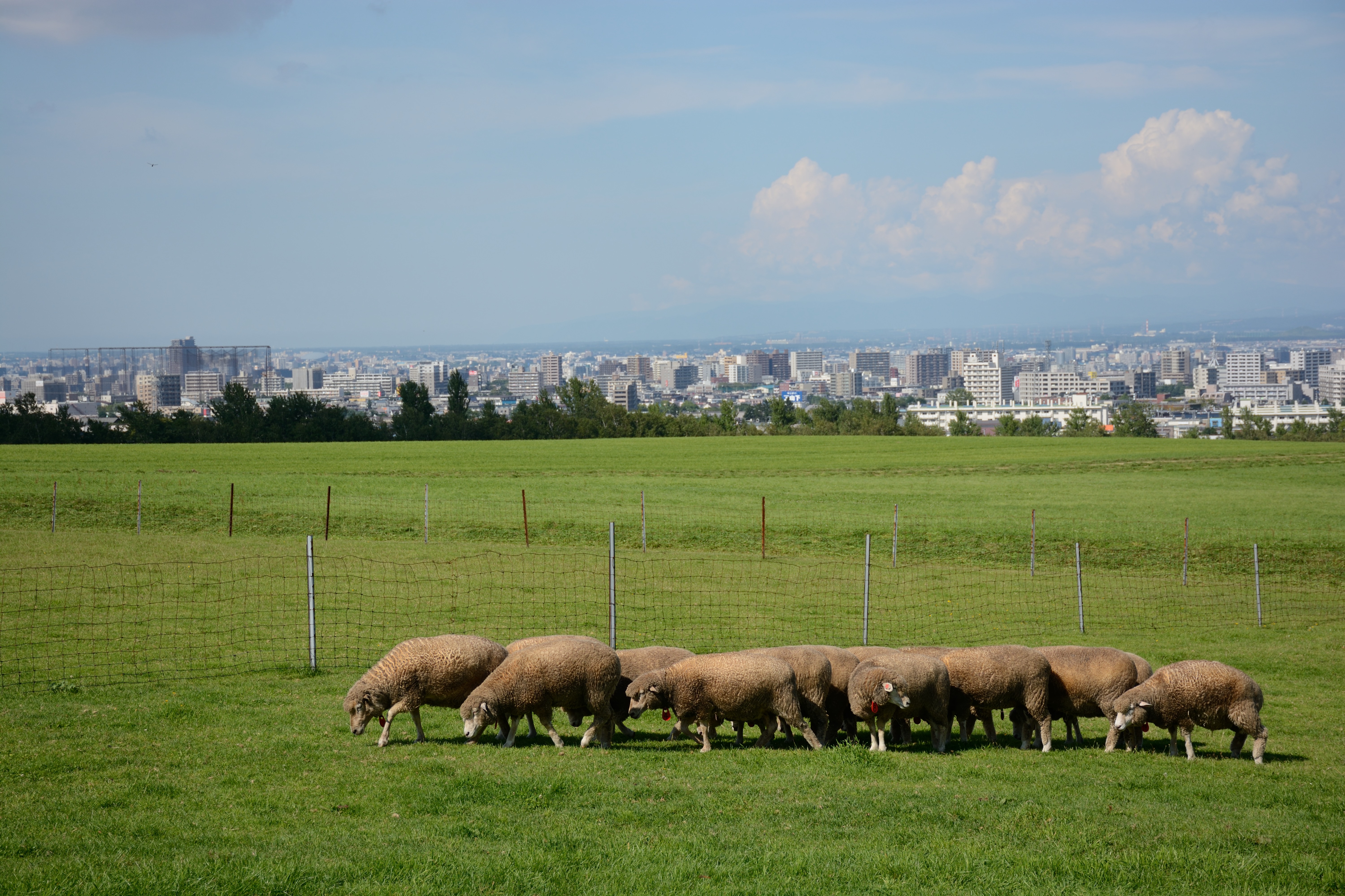D7100 / 1/640秒 / F5.6 / -0.3EV / ISO100 / 絞り優先AE / WB：オート / 56mm