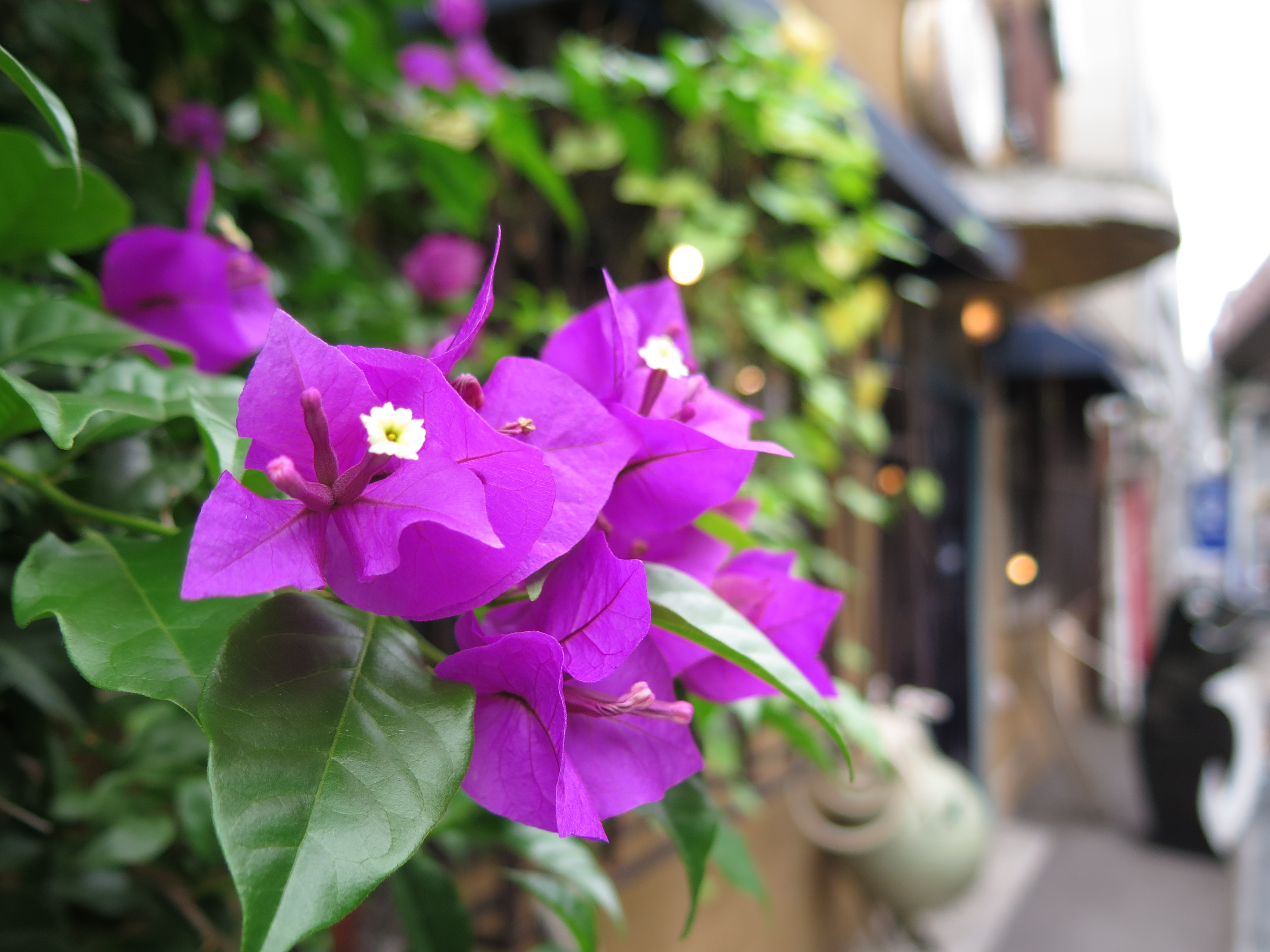 PowerShot G16 / 4,000×3,000 / ISO80 / F1.8 / 1/250秒 / 6mm