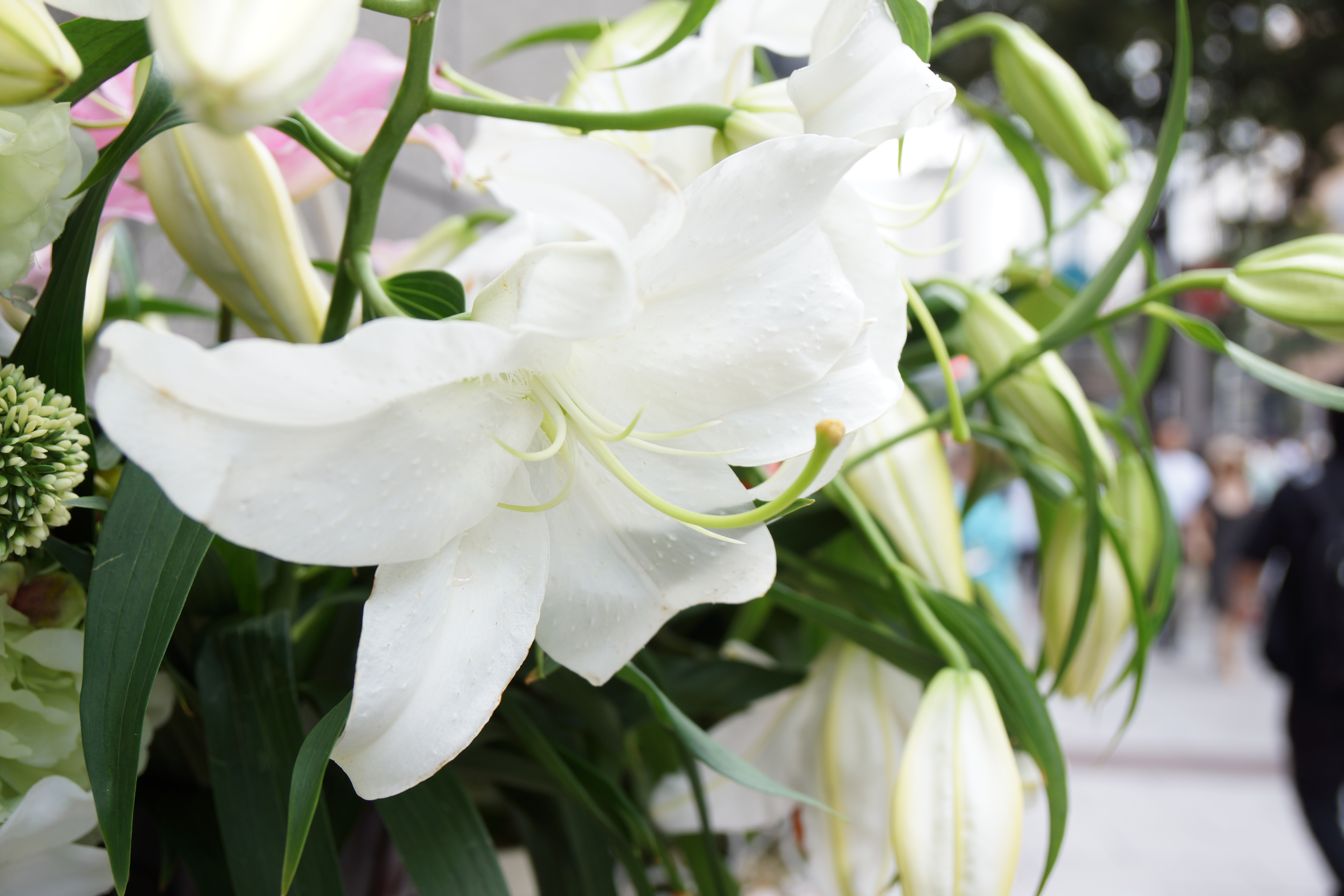 NEX-7 / 1/60秒 / F4 / +1.7EV / ISO100 / 絞り優先AE / WB：オート / 27mm