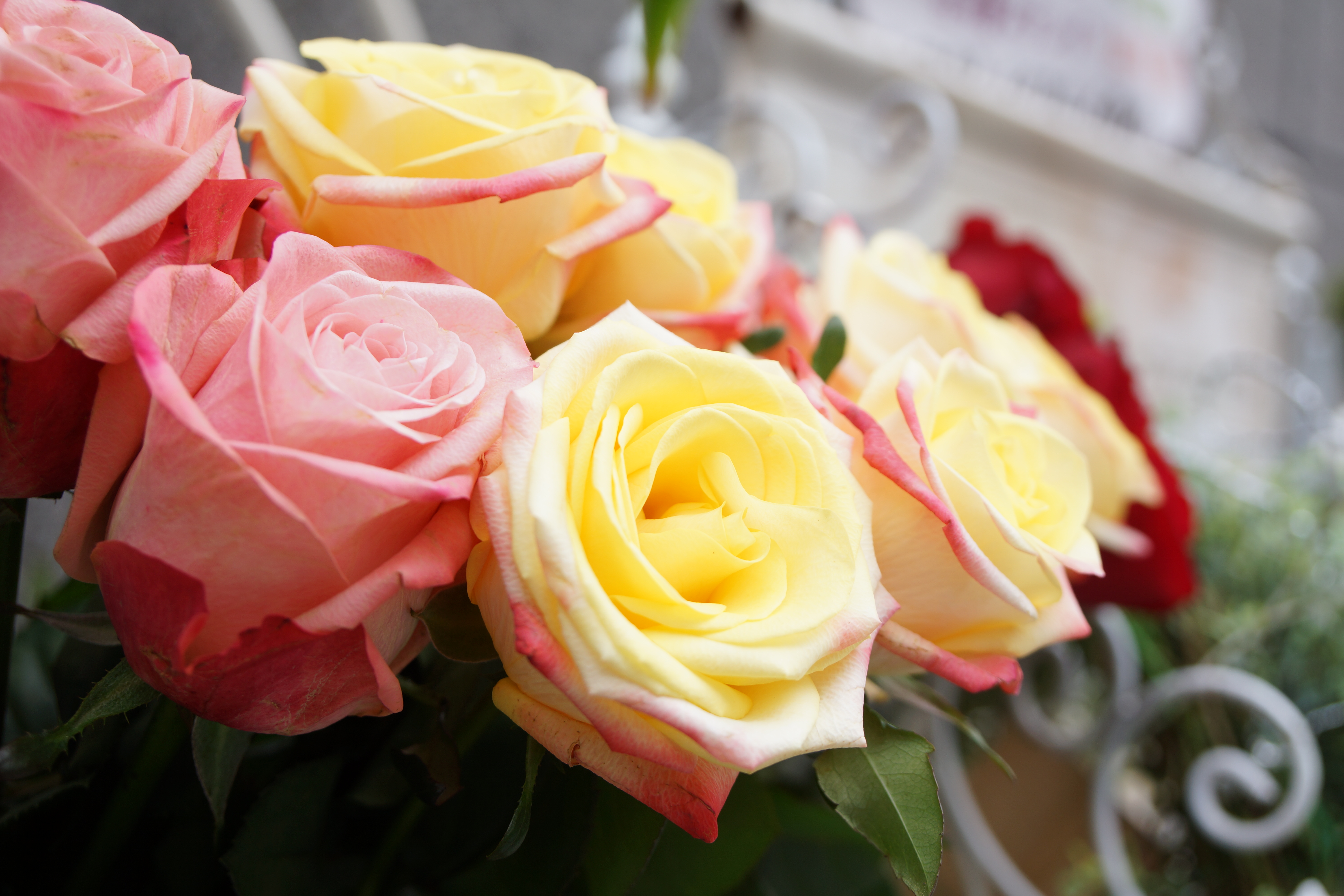 NEX-7 / 1/125秒 / F4 / +1.7EV / ISO100 / 絞り優先AE / WB：オート / 32mm