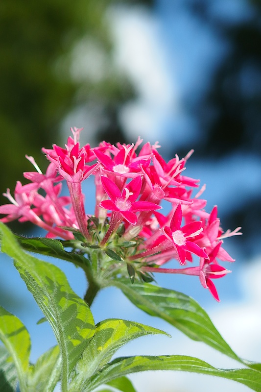 絞りを絞って光量を抑えれば白トビを回避できます