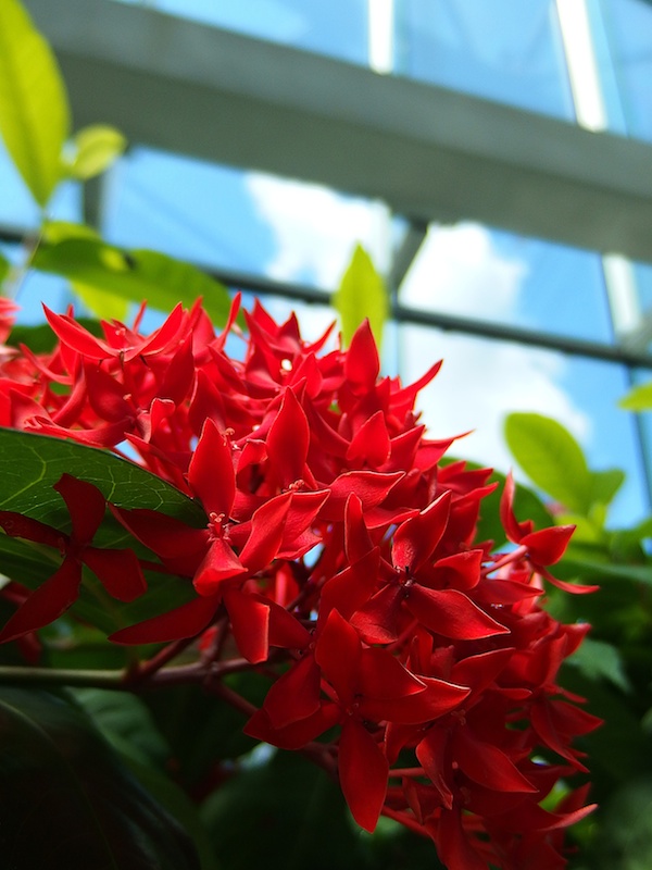 望遠側を使えばコンパクトデジタルカメラでも背景を大きくぼかせることができます