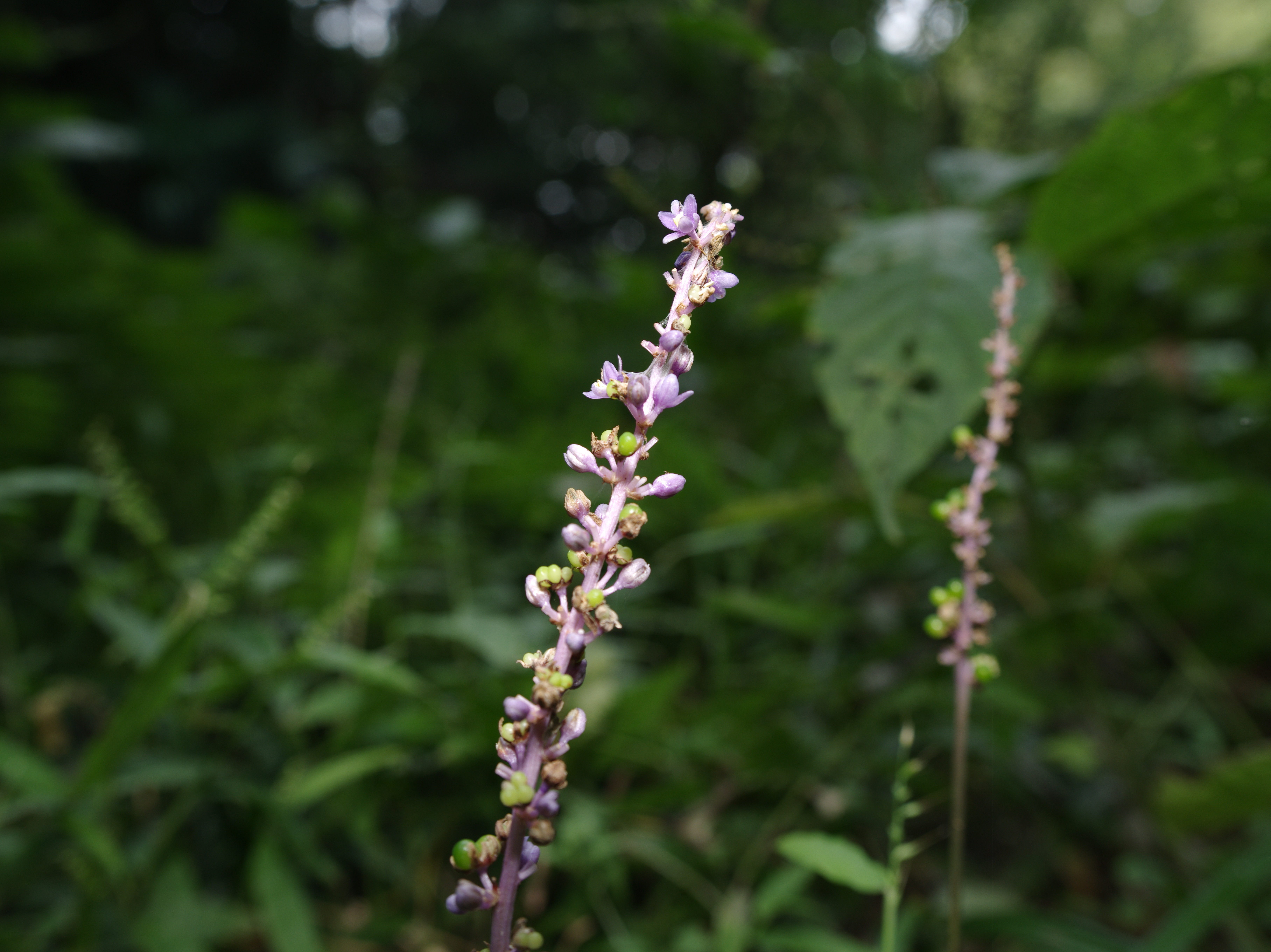 同じヤブランの花を、比較のためにFA 645 35mm F3.5の最短撮影の30cmから撮影してみた。ヤブランは穂に多数の花を付けるが、その季節もそろそろ終わりかけている。FA 645 35mm F3.5 / 1/30秒 / F8 / 0EV / ISO200 / マニュアル / WB：オート / 35mm