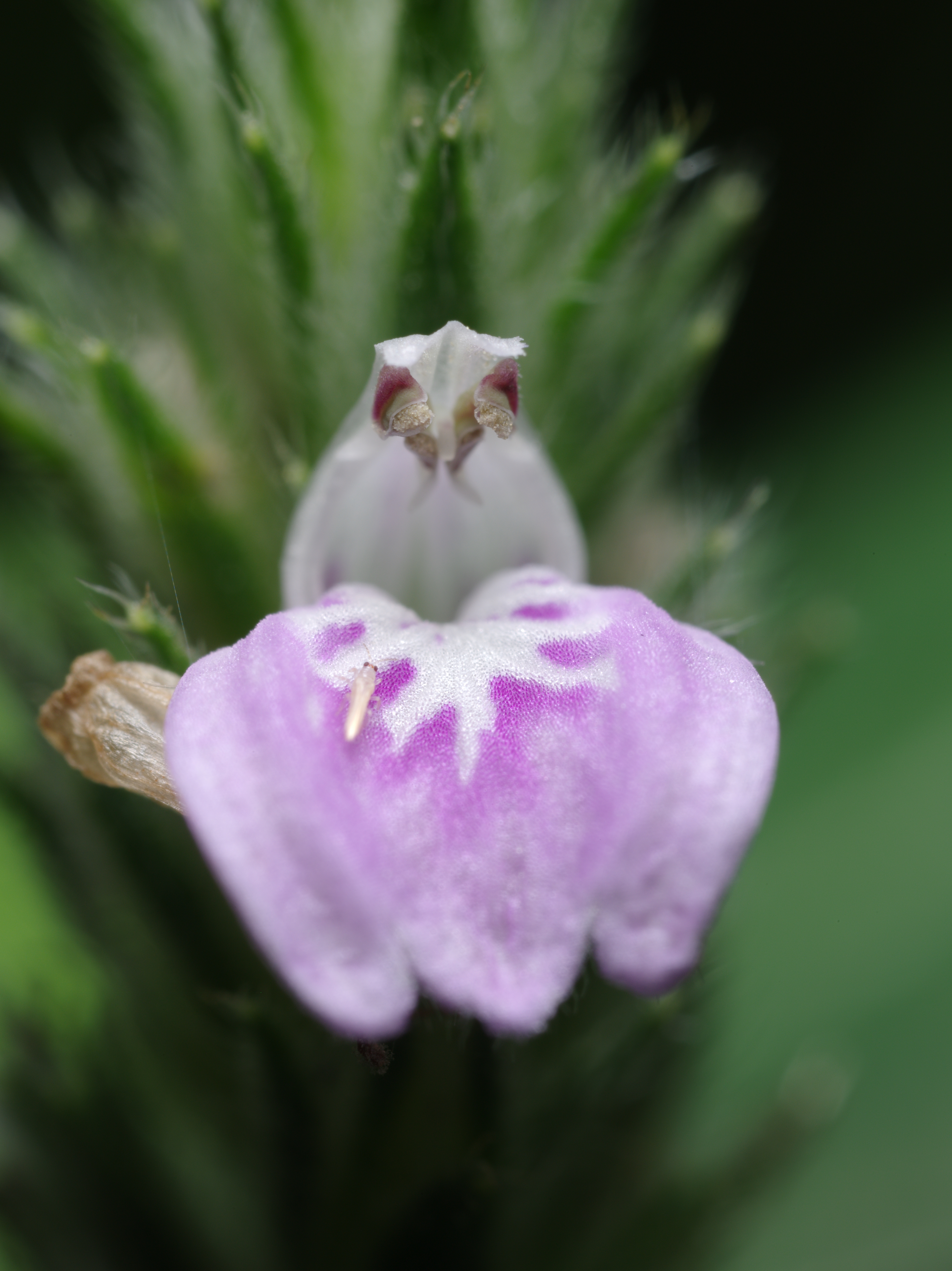 花の形状からシソ科の一種であることはわかるが、ちょっと名前はわからなかった。撮影時には気付かなかったが、花弁に小さなヨコバイが止まっている。ZUIKO MACRO 38mm F2.8 / 1/125秒 / F8 / 0EV / ISO200 / マニュアル / WB：オート / 38mm