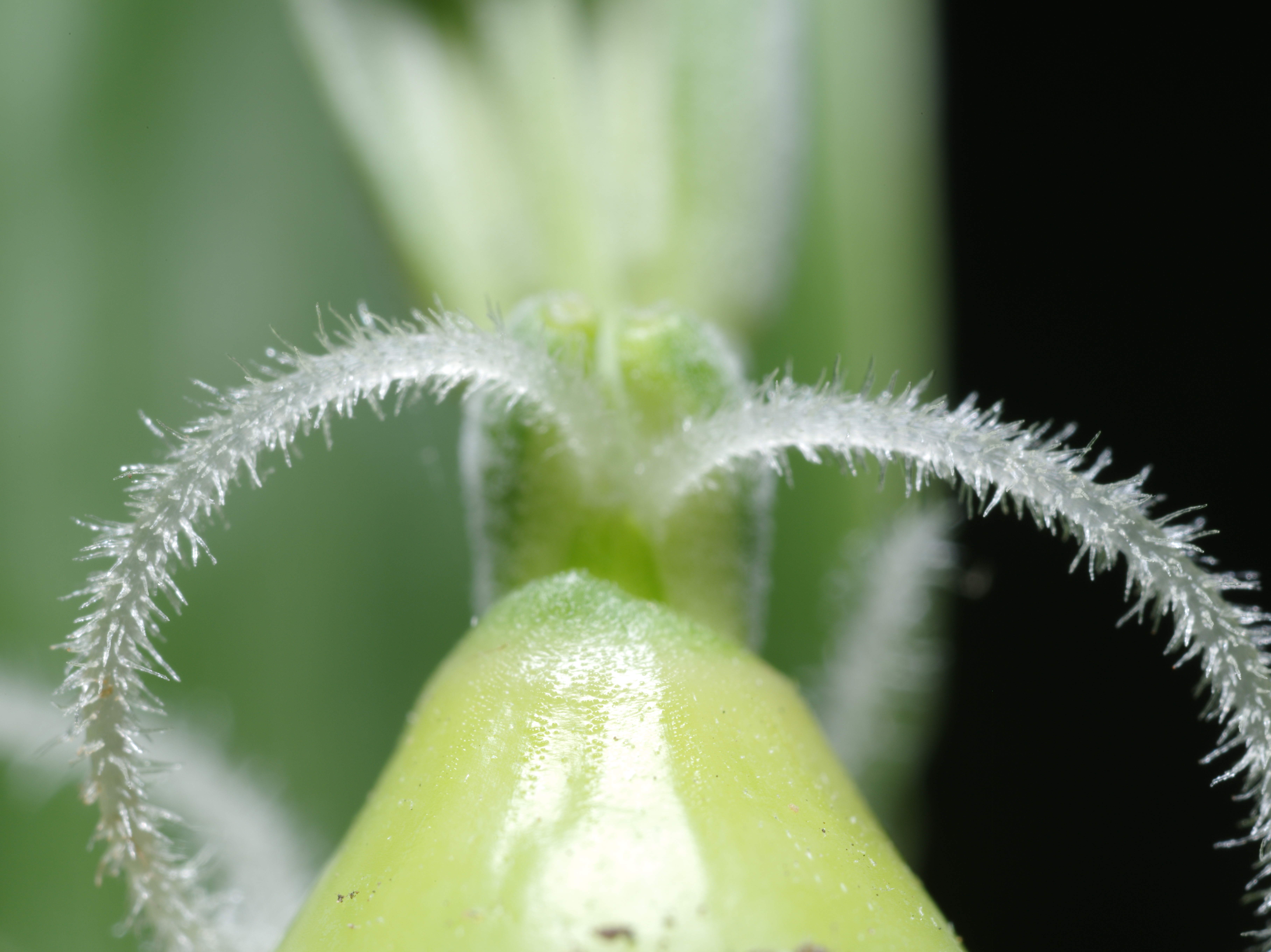同じくイネ科の、ジュズダマの雌しべ。やはり風媒花のため、羽毛状の構造をしている。ZUIKO MACRO 38mm F2.8 / 1/125秒 / F8 / 0EV / ISO200 / マニュアル / WB：オート / 38mm