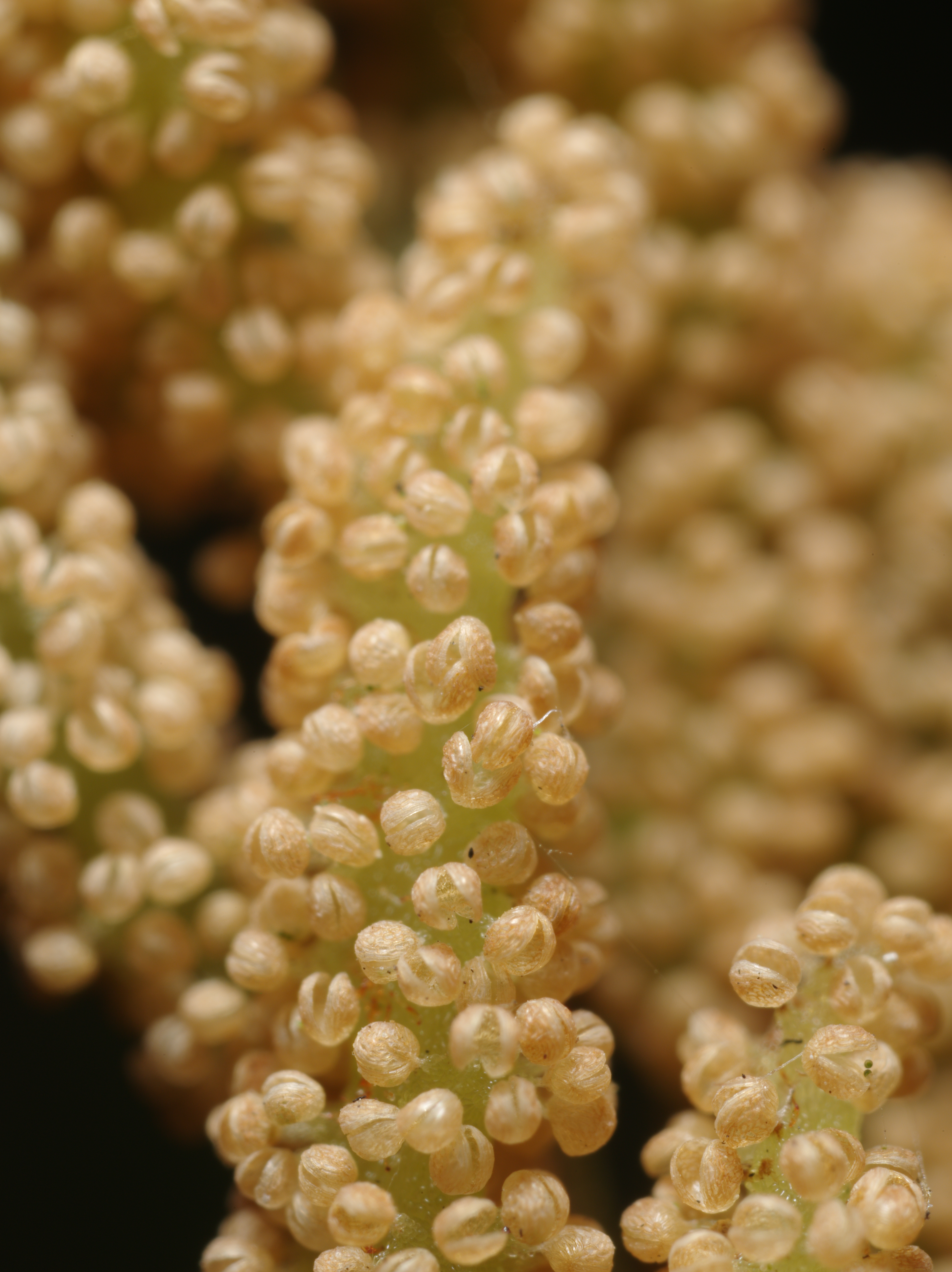 ハナワラビの一種の、胞子嚢穂のアップ。カプセル状の胞子嚢が開いて、本誌を飛散させる仕組みになっている。ZUIKO MACRO 38mm F2.8 / 1/125秒 / F8 / 0EV / ISO200 / マニュアル / WB：オート / 38mm