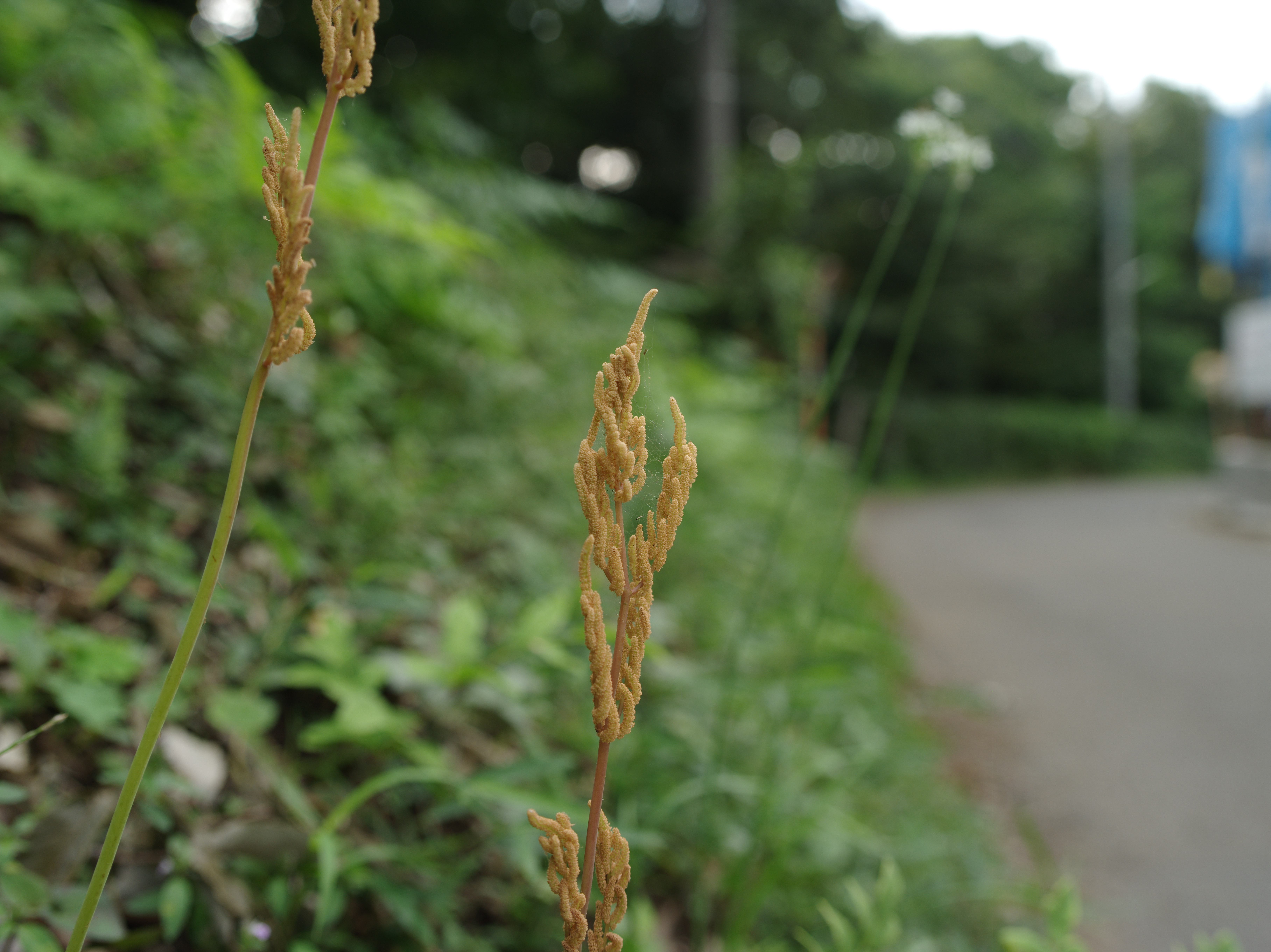 左の胞子嚢穂をFA 645 35mm F3.5にて撮影。道路に面した雑木林の脇からにょっきり生えていた。FA 645 35mm F3.5 / 1/80秒 / F5 / 0EV / ISO200 / Normal / WB：オート / 35mm