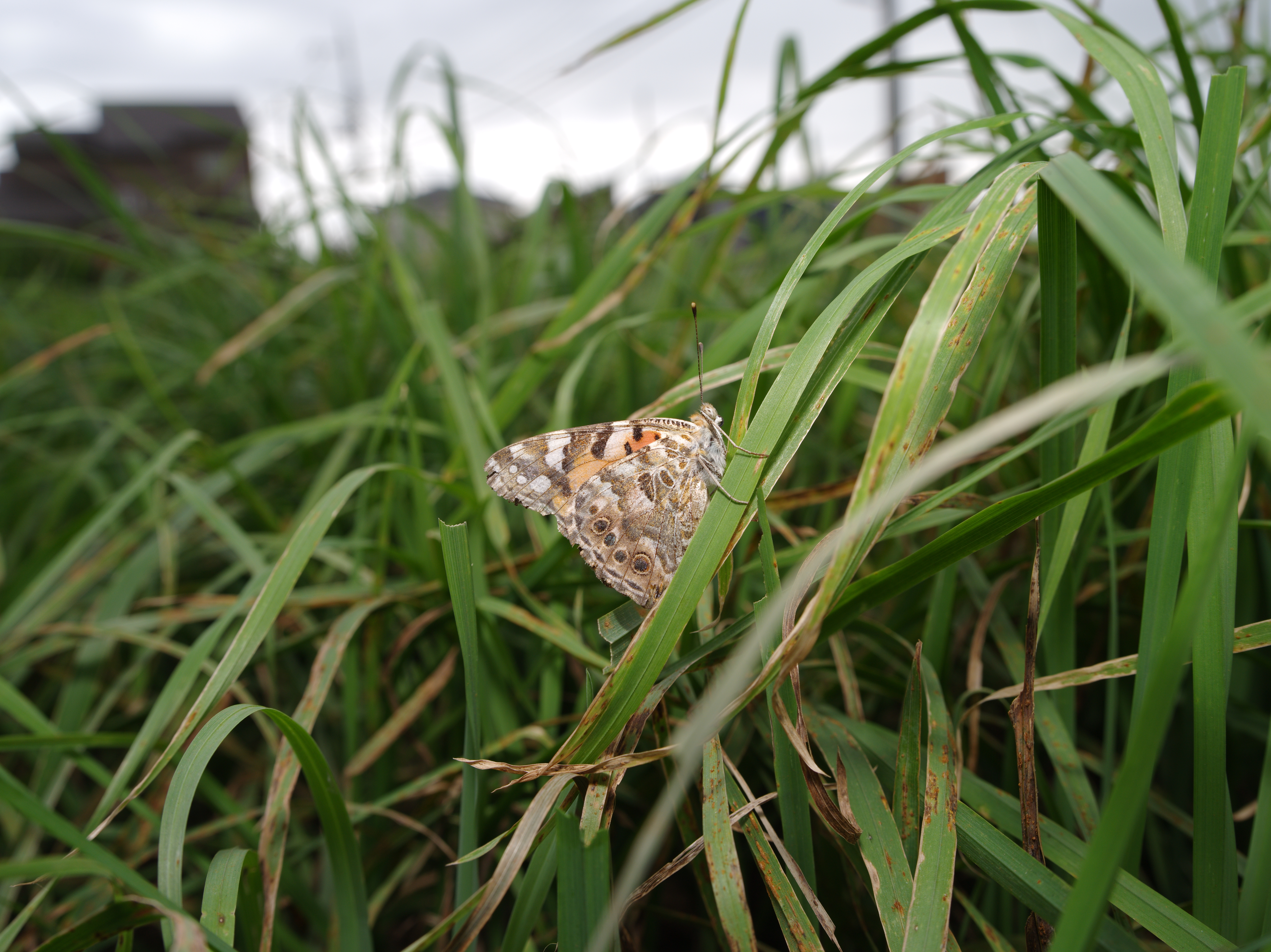 同じヒメアカタテハをFA 645 35mm F3.5にて撮影。天気が雲って気温が下がったせいか、草むらに舞い降りて大人しくしていた。FA 645 35mm F3.5 / 1/80秒 / F11 / 0EV / ISO200 / マニュアル / WB：オート / 35mm