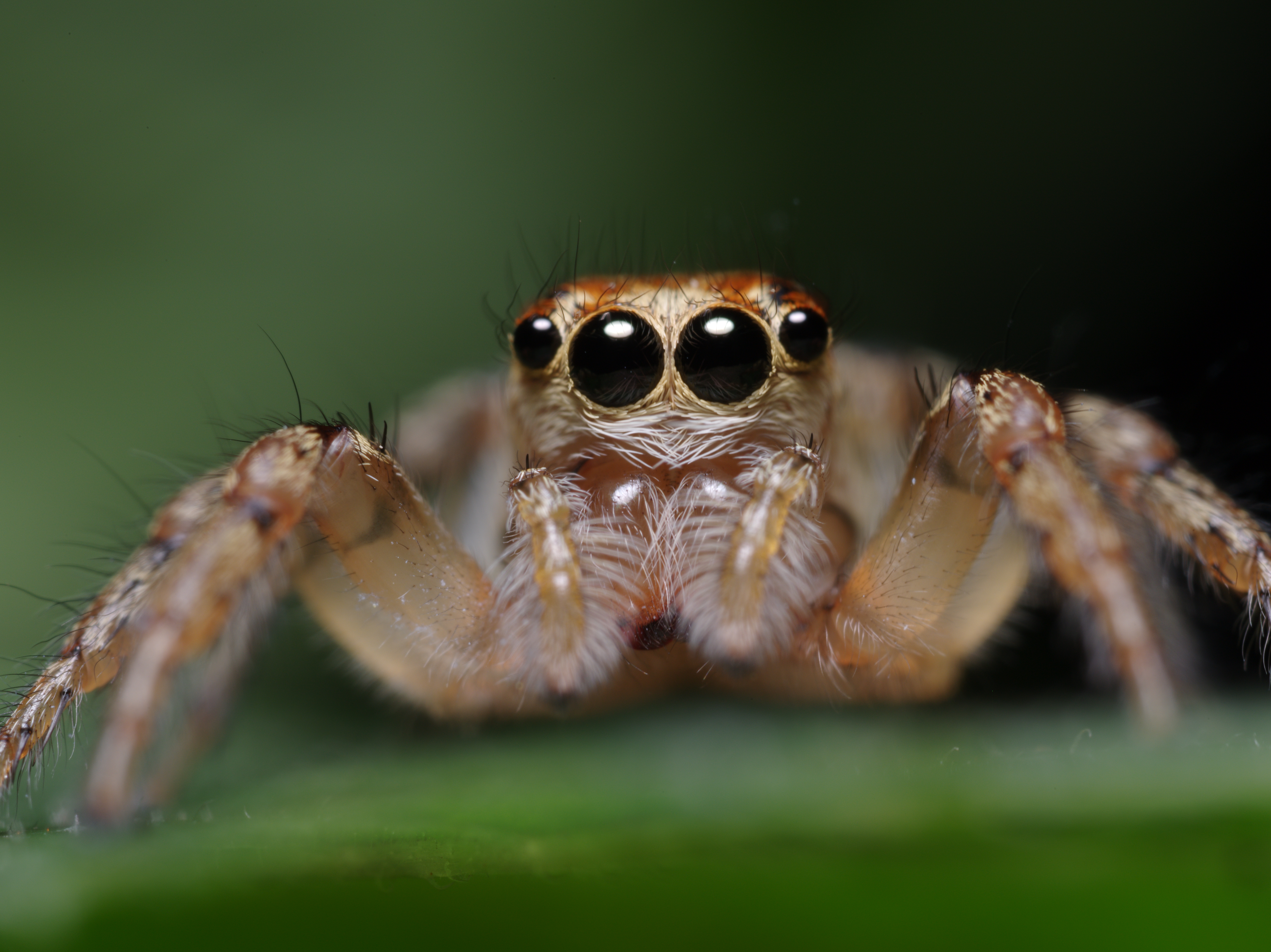 正面に4つの大きな目を持つハエトリグモの一種。クモの目は昆虫の複眼とは異なる単眼で、まさに大口径レンズである。ZUIKO MACRO 38mm F2.8 / 1/125秒 / F8 / 0EV / ISO200 / マニュアル / WB：オート / 38mm